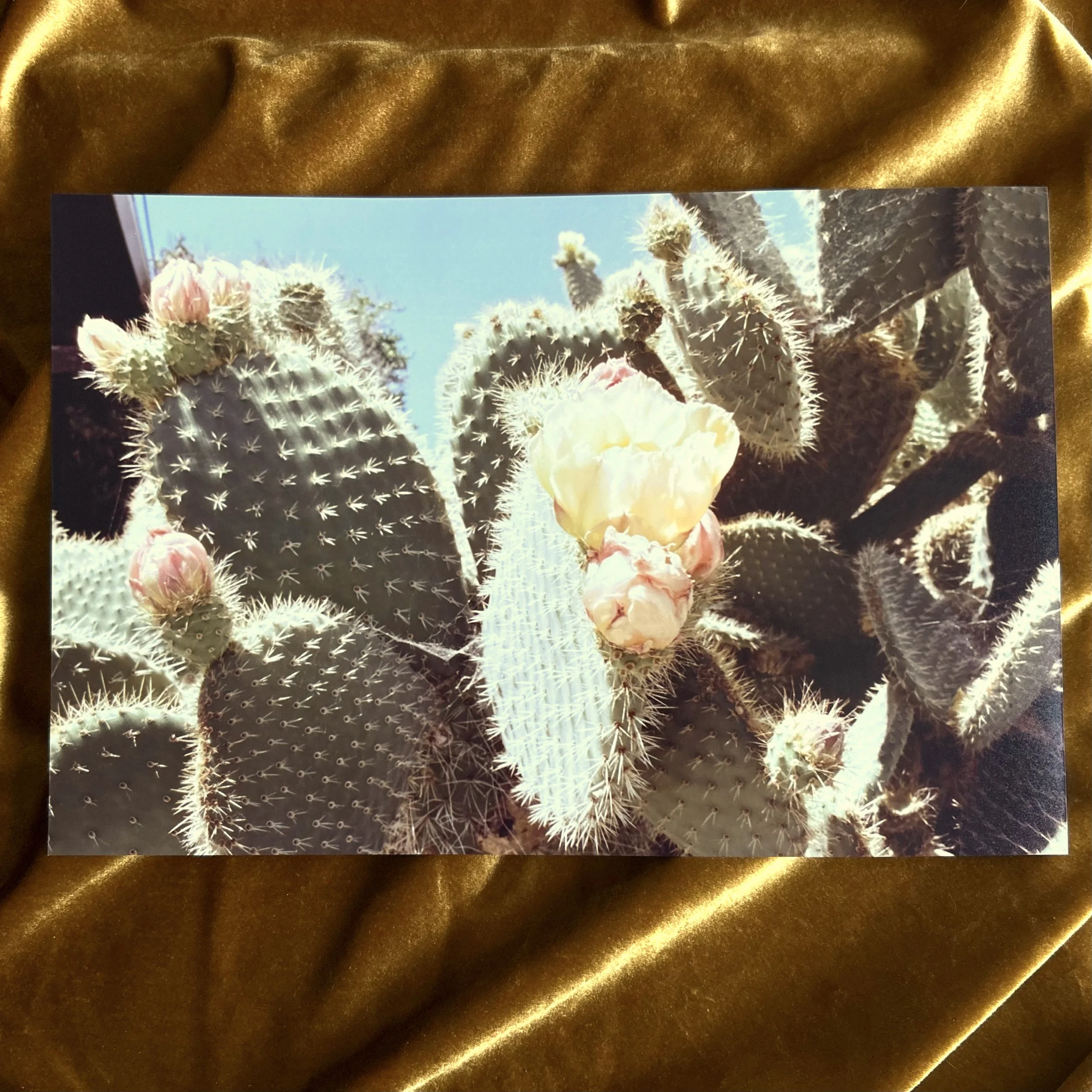 Prickly Pear