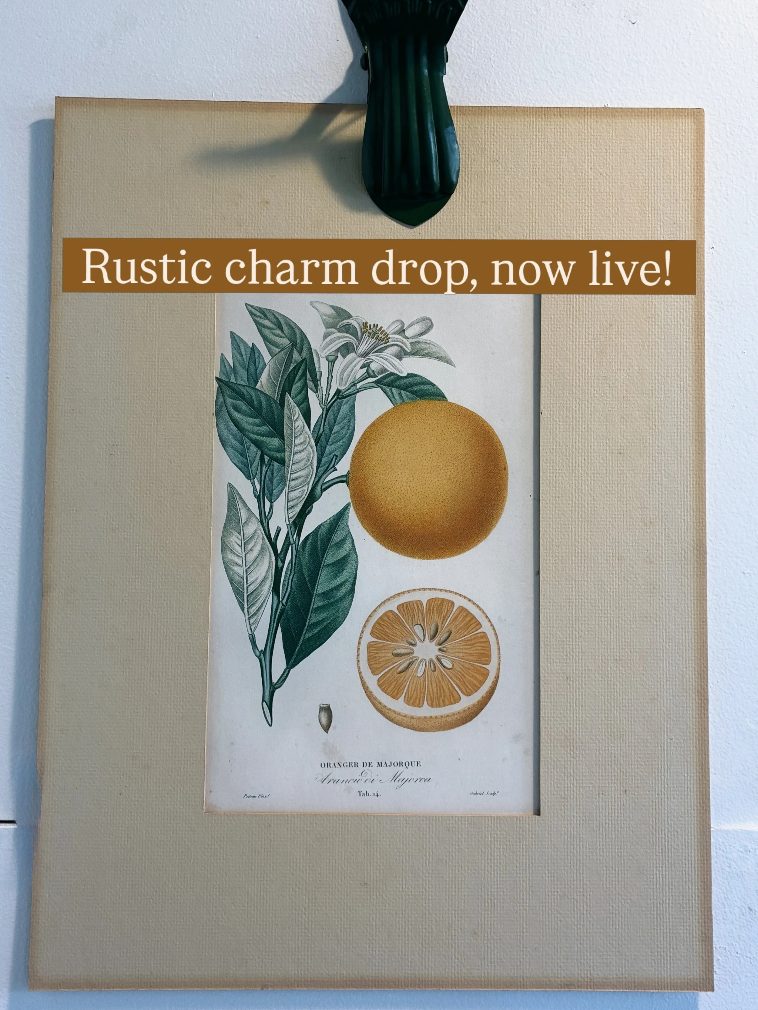I&rsquo;m a bit of a fan of a rustic, farmhouse vibe so this week I have curated a rustic collection of antique &amp; vintage art for you! Hope you enjoy. Tamsin x
-
Antique French Botanical Prints
Two genuine 19th century prints, old print dealer la
