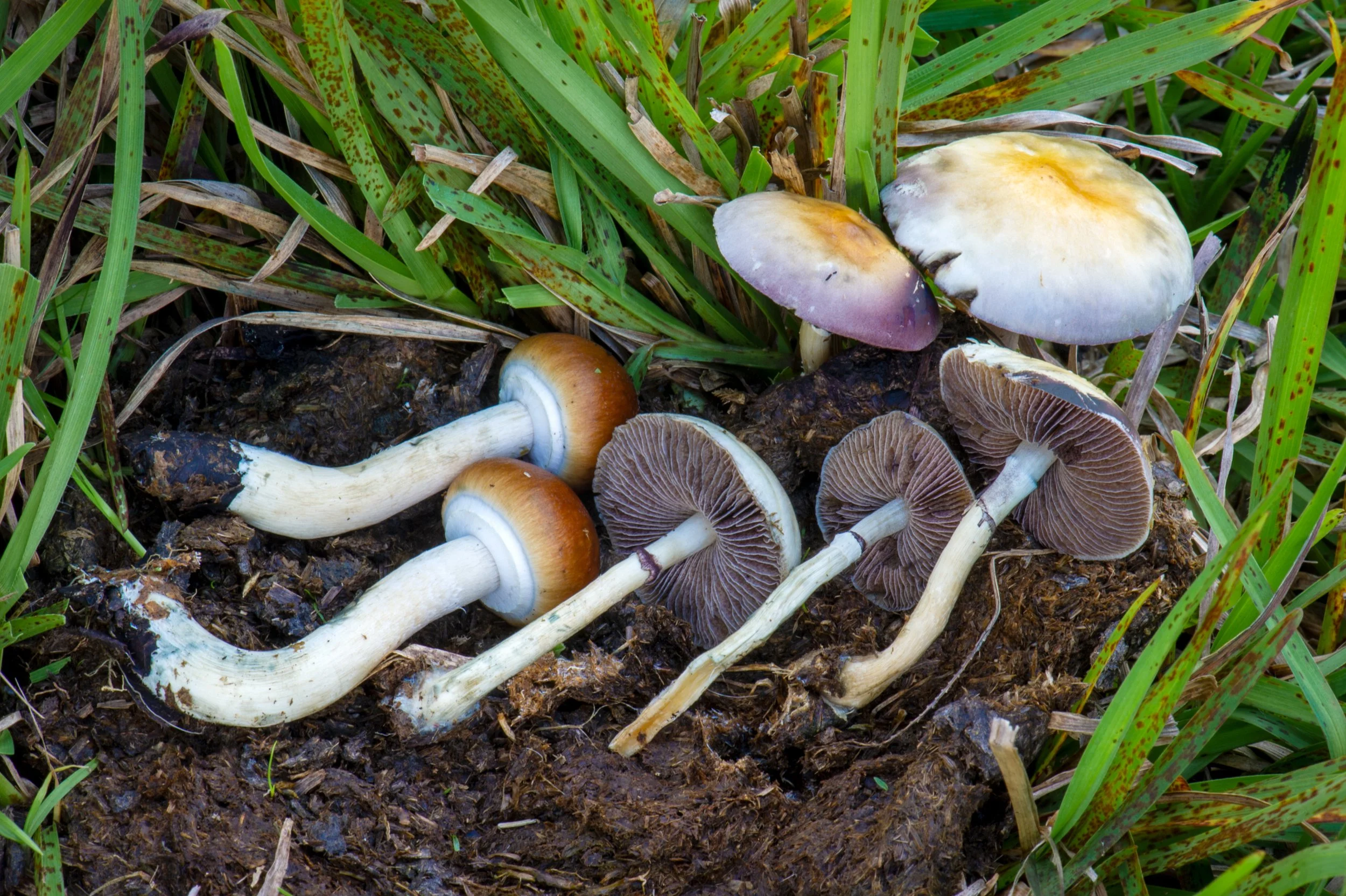 Cubensis_Xalapa.jpg