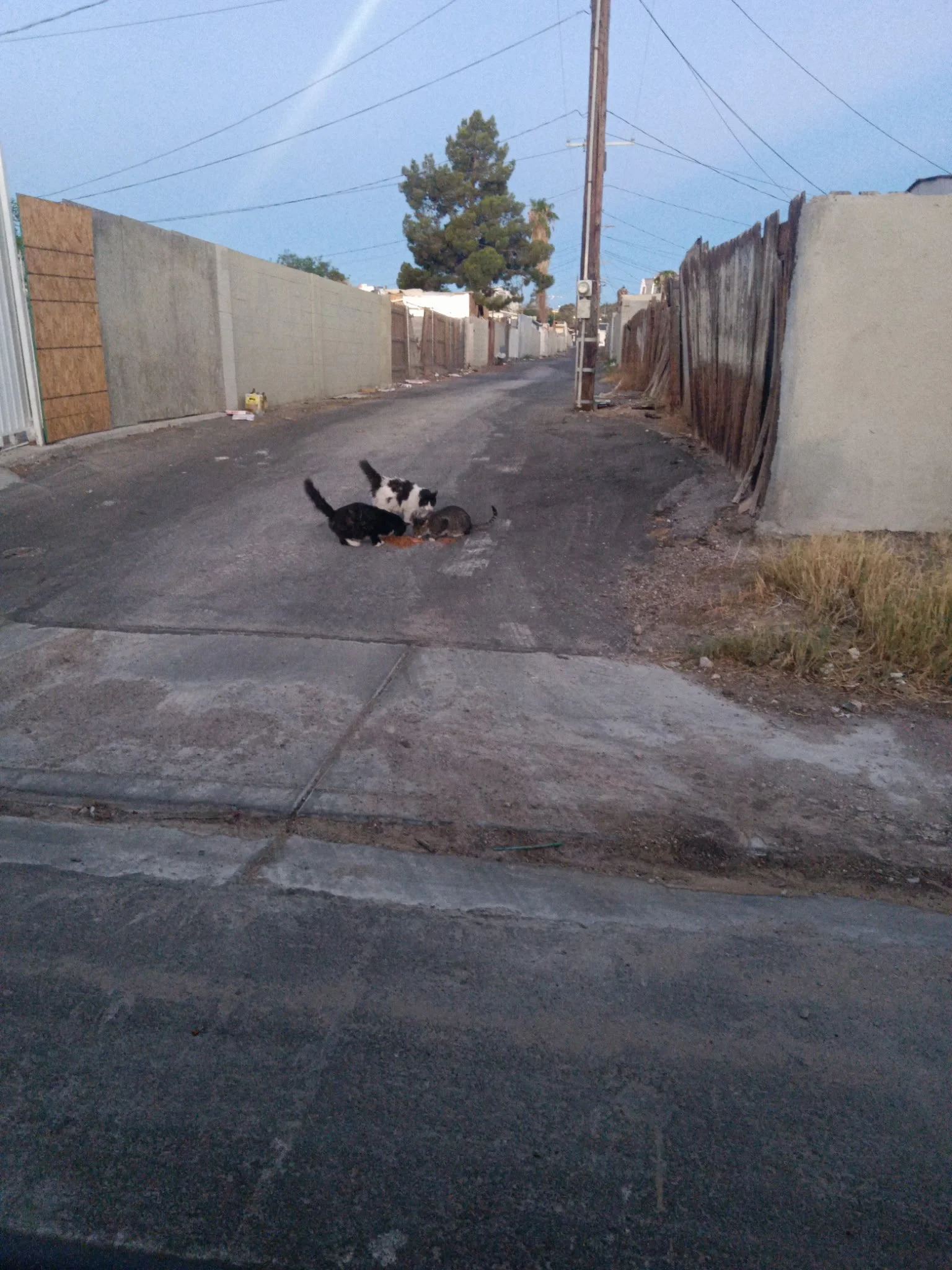 IMG_20260902_055819.jpeg