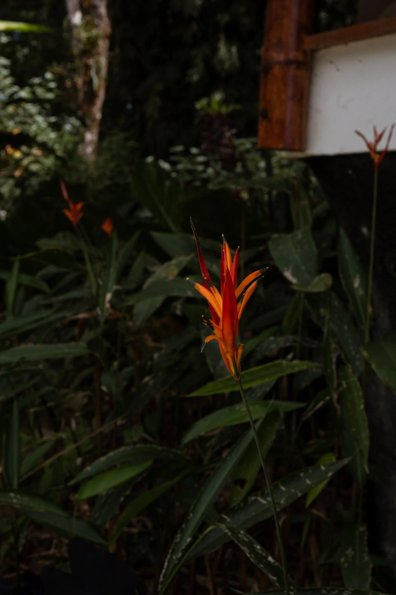 DSC_2191.jpeg