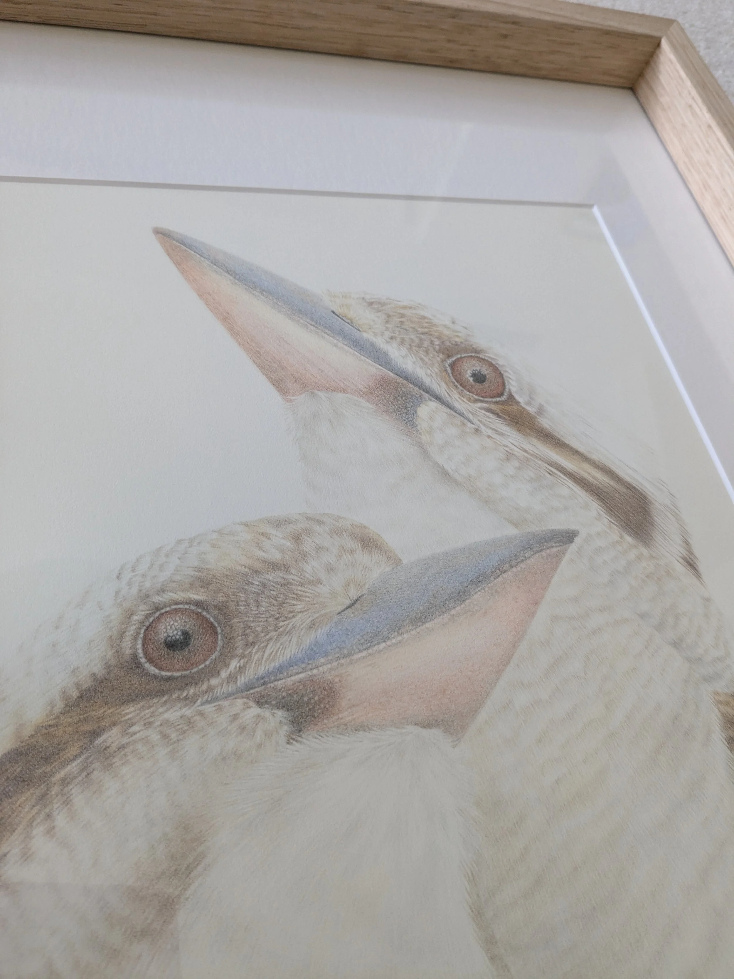 kookaburrasiblingsonangle.jpg