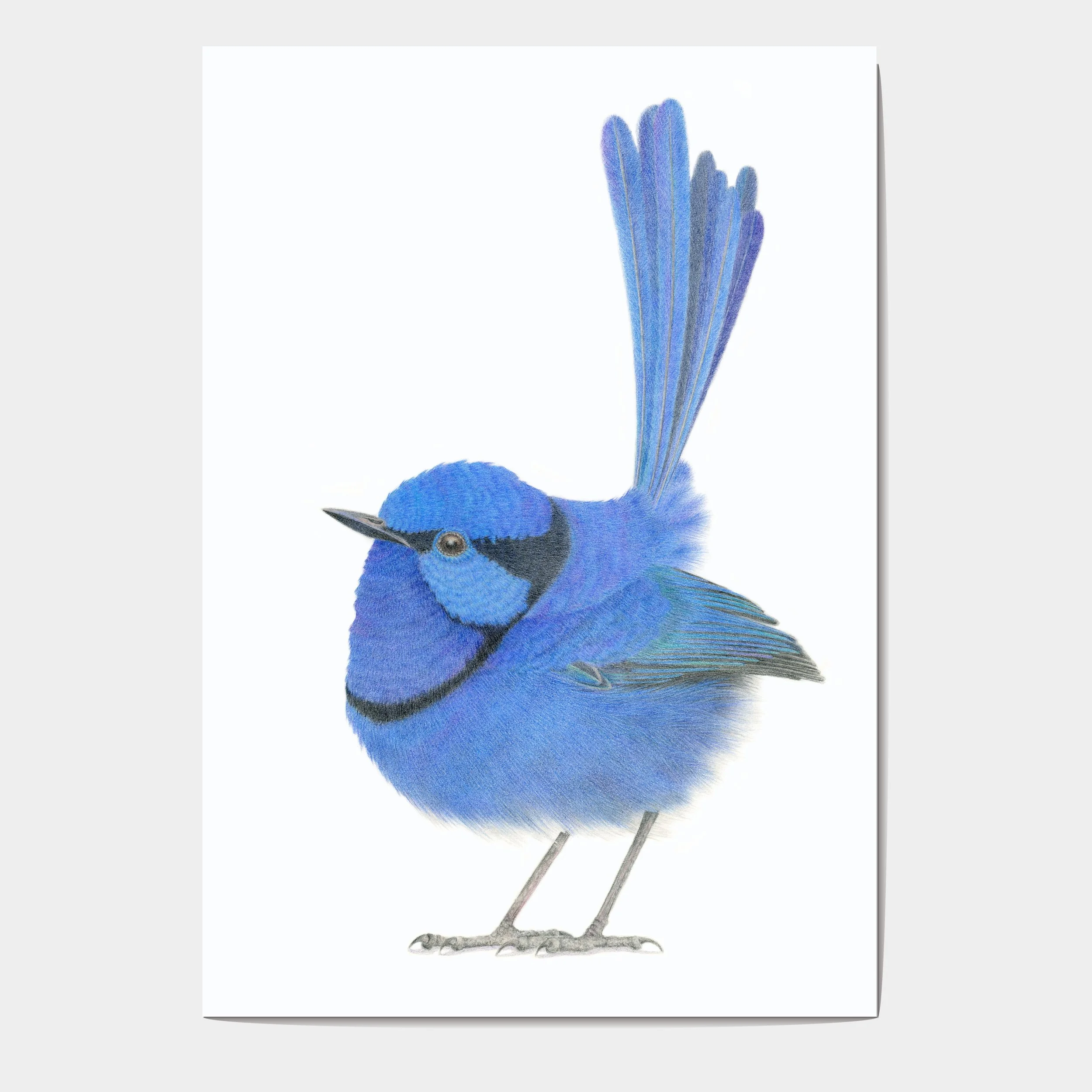 Splendid fairy wren drawing.