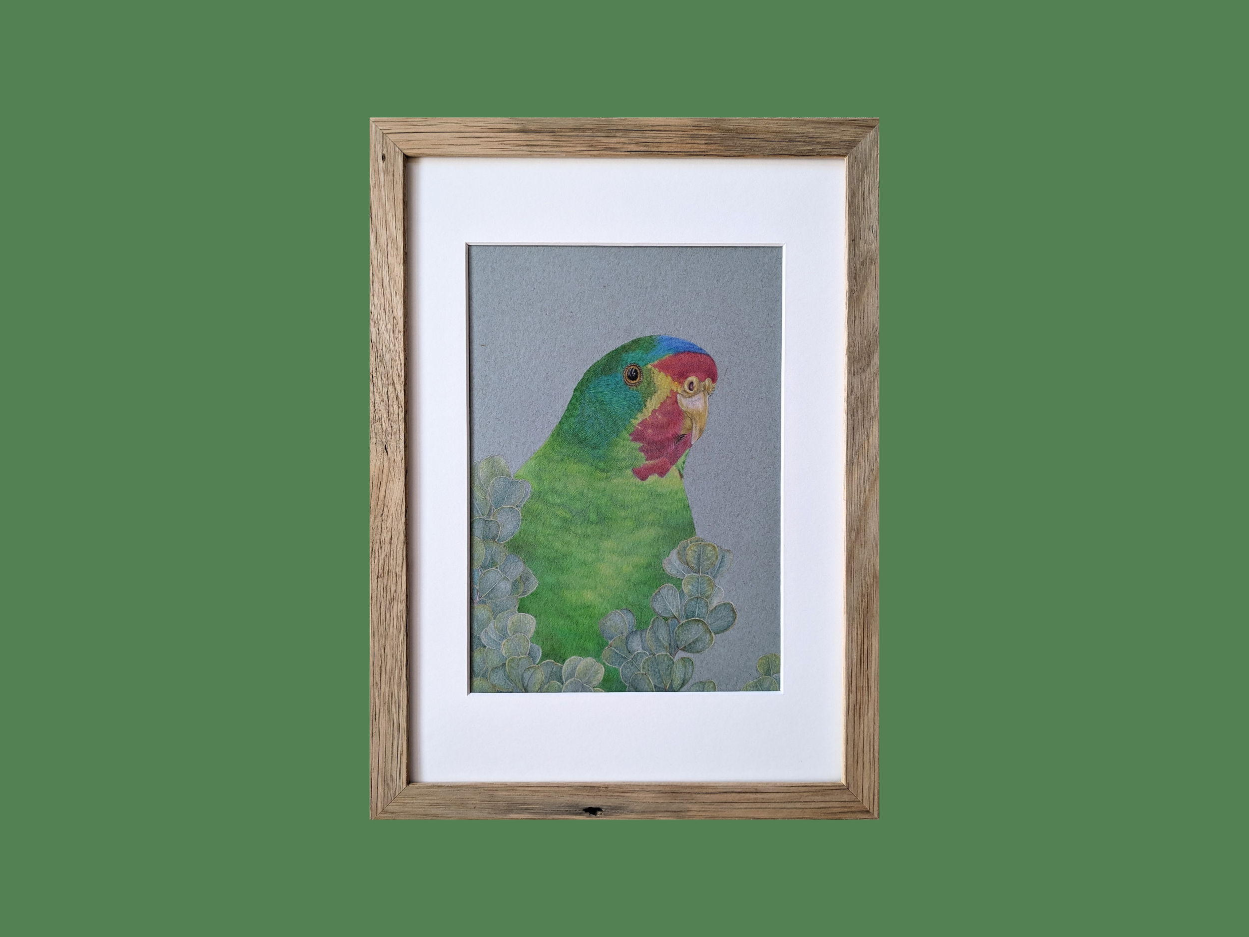Swift Parrot