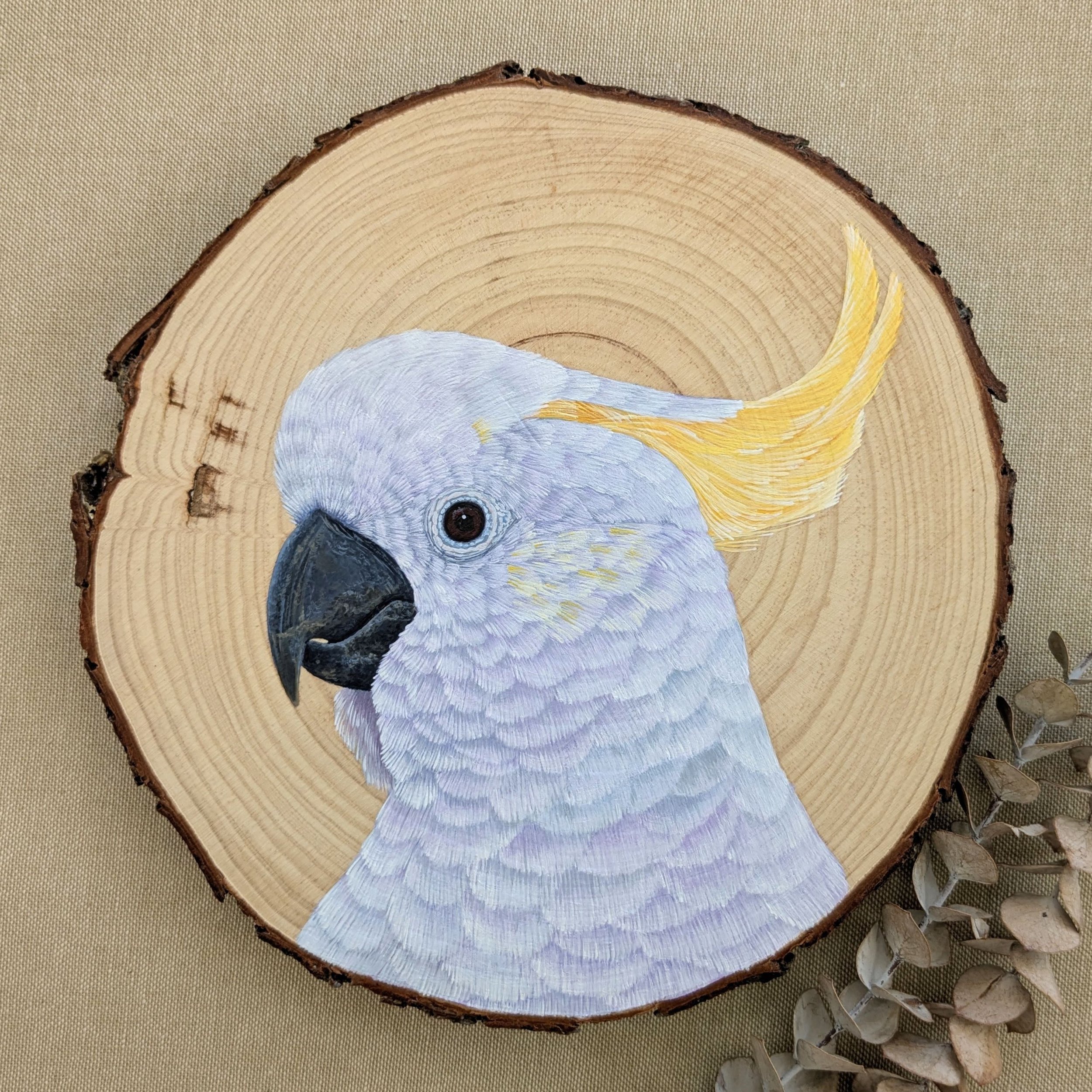 Sulphur crested cockatoo