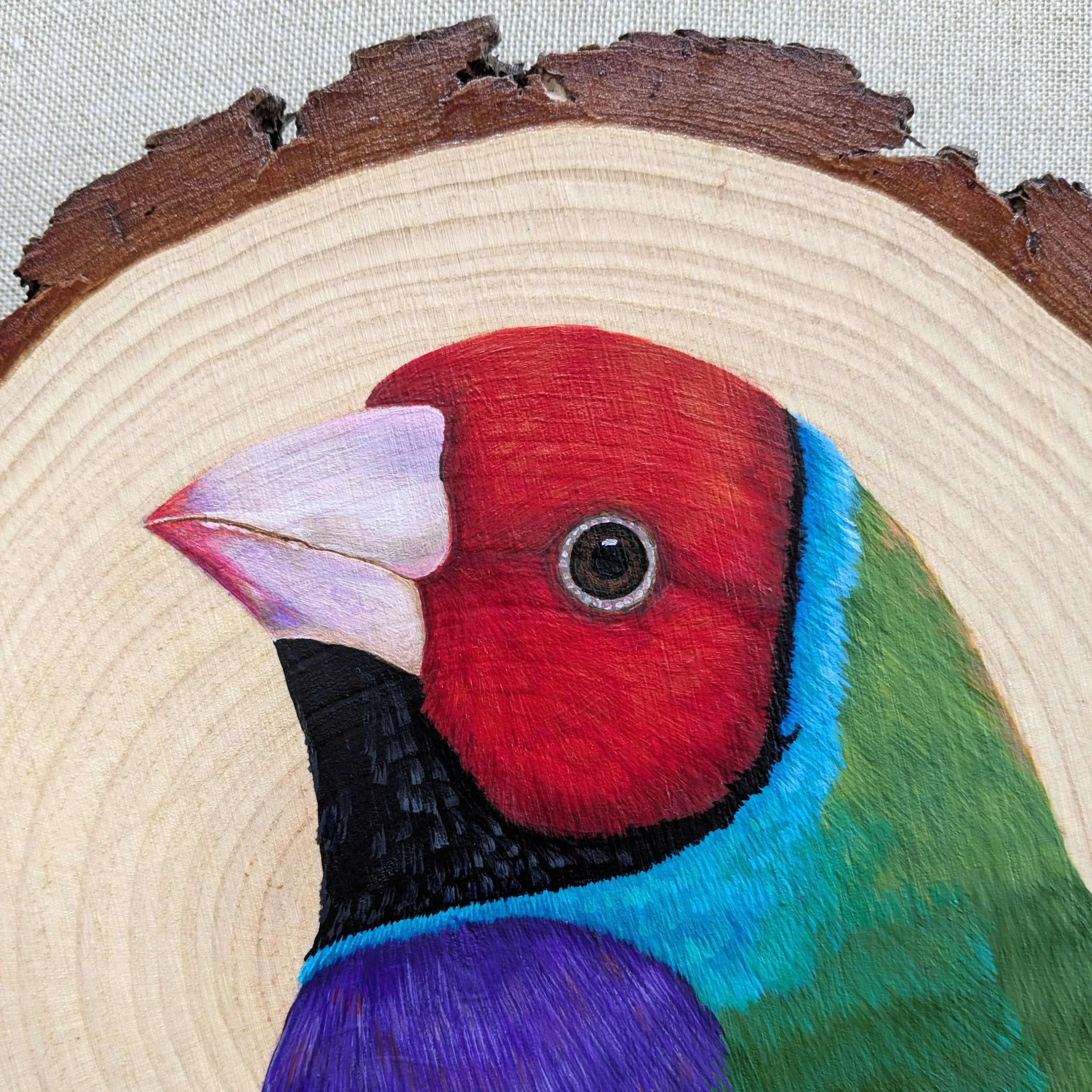 gouldianfinchsquarecrop5.jpg