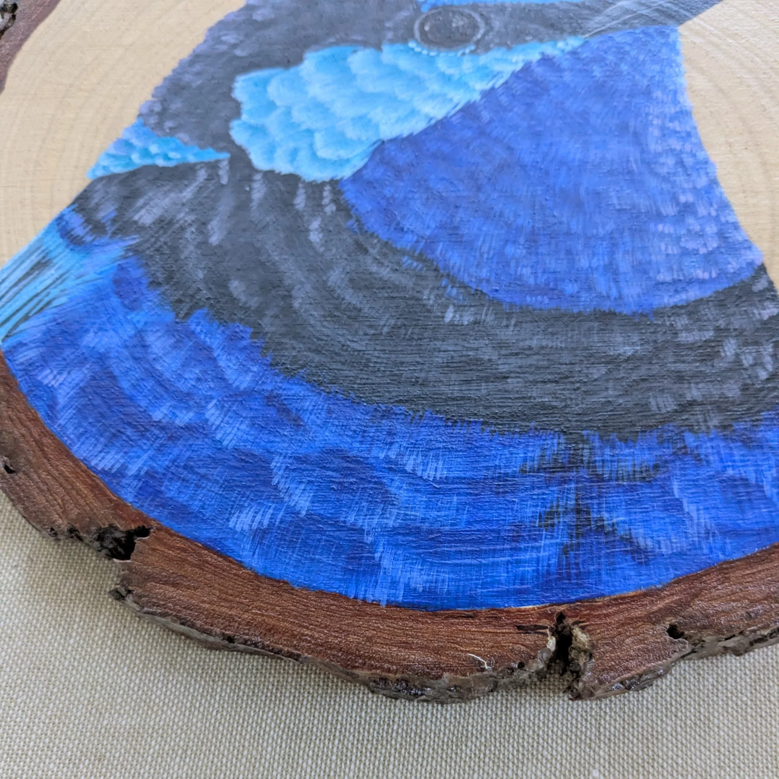 splendidfairywrenonwood4.jpg