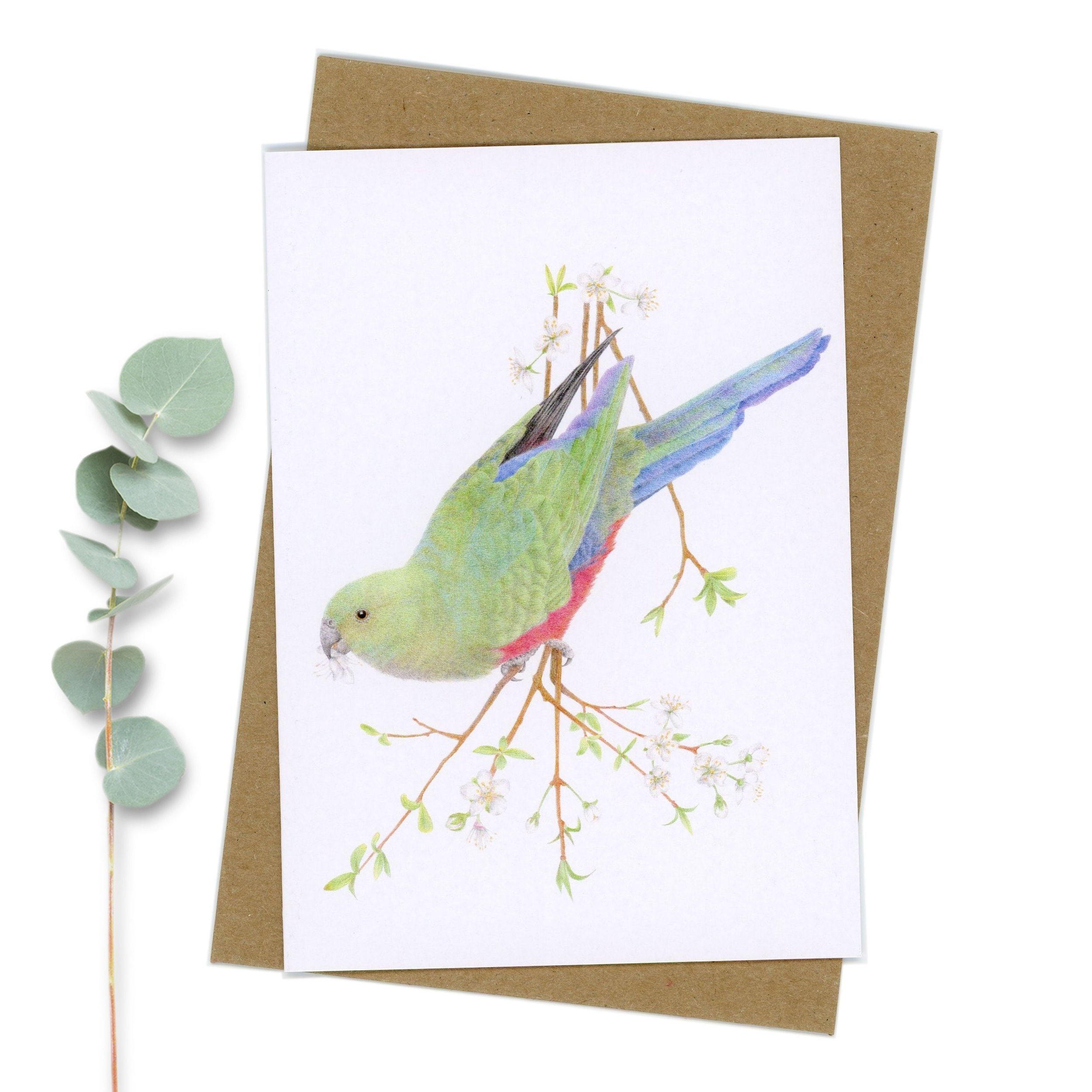 Female King Parrot greeting card