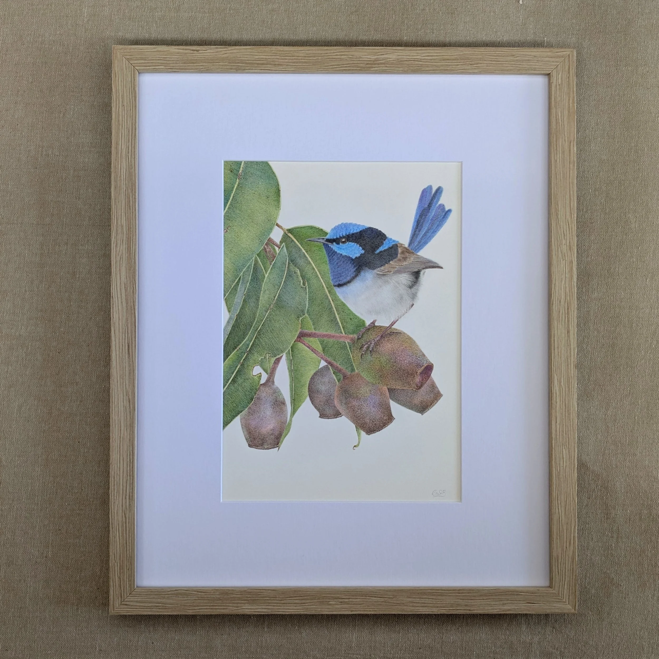 Superb fairy wren with eucalyptus