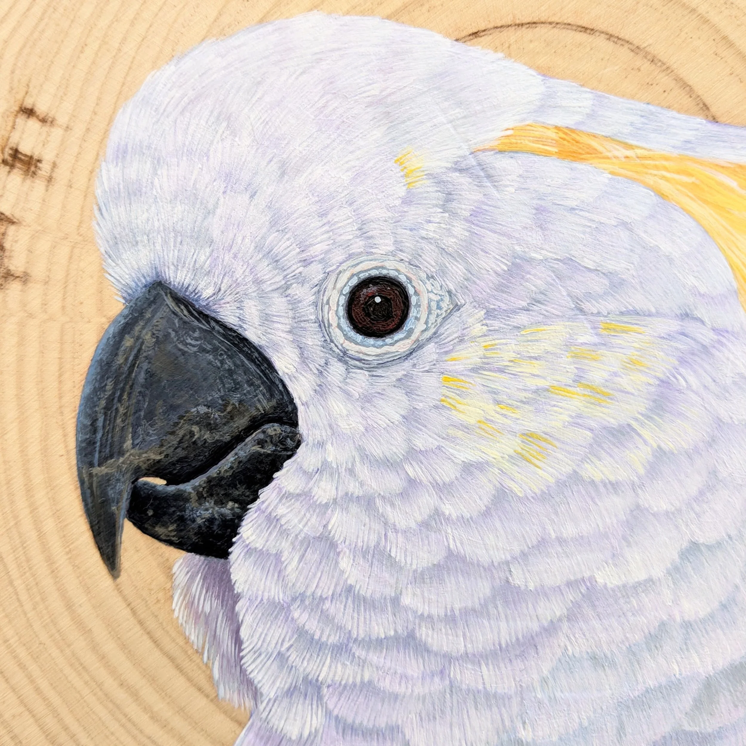 cockatoosquarecrop2.jpg