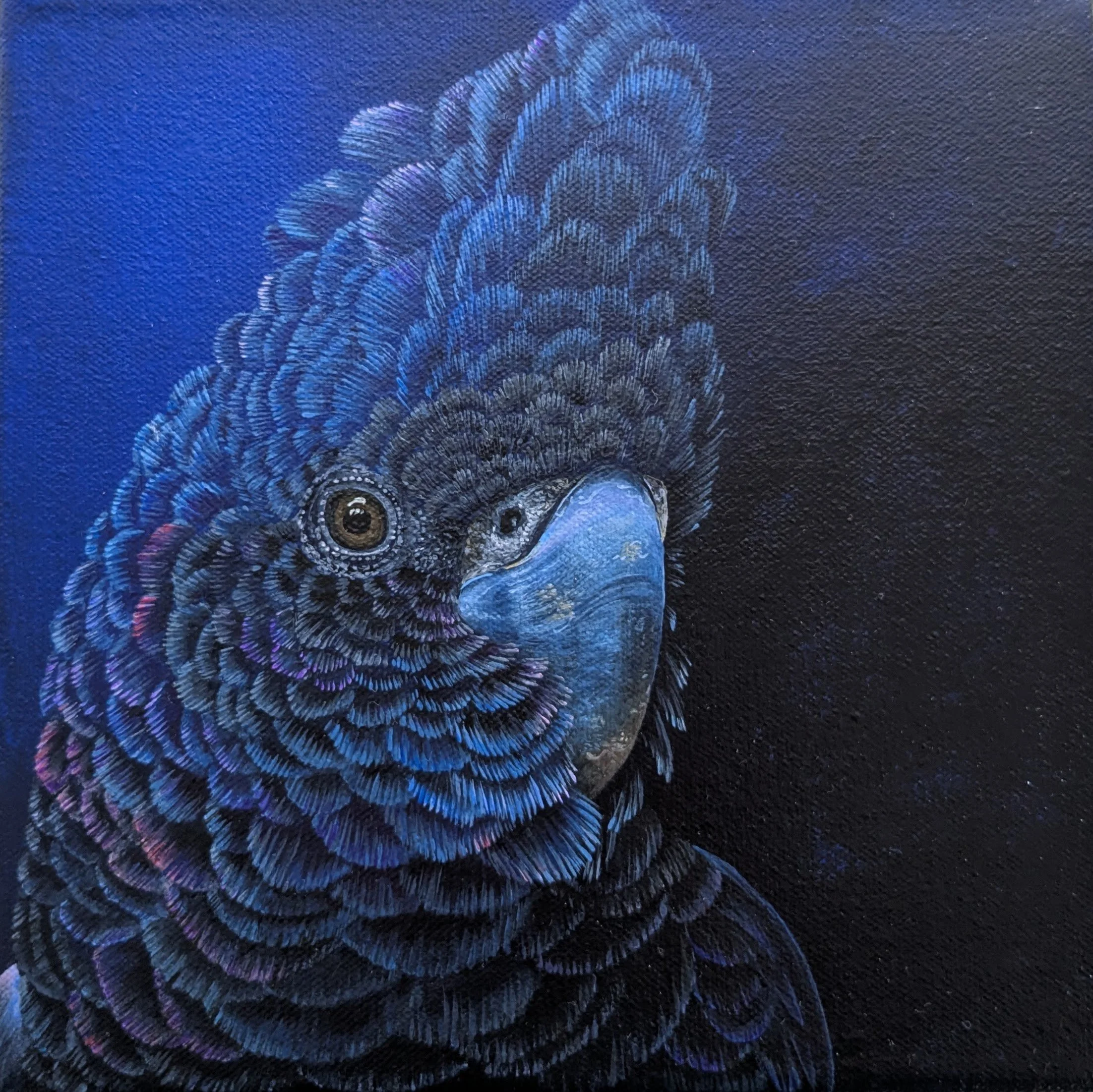 Male Black cockatoo