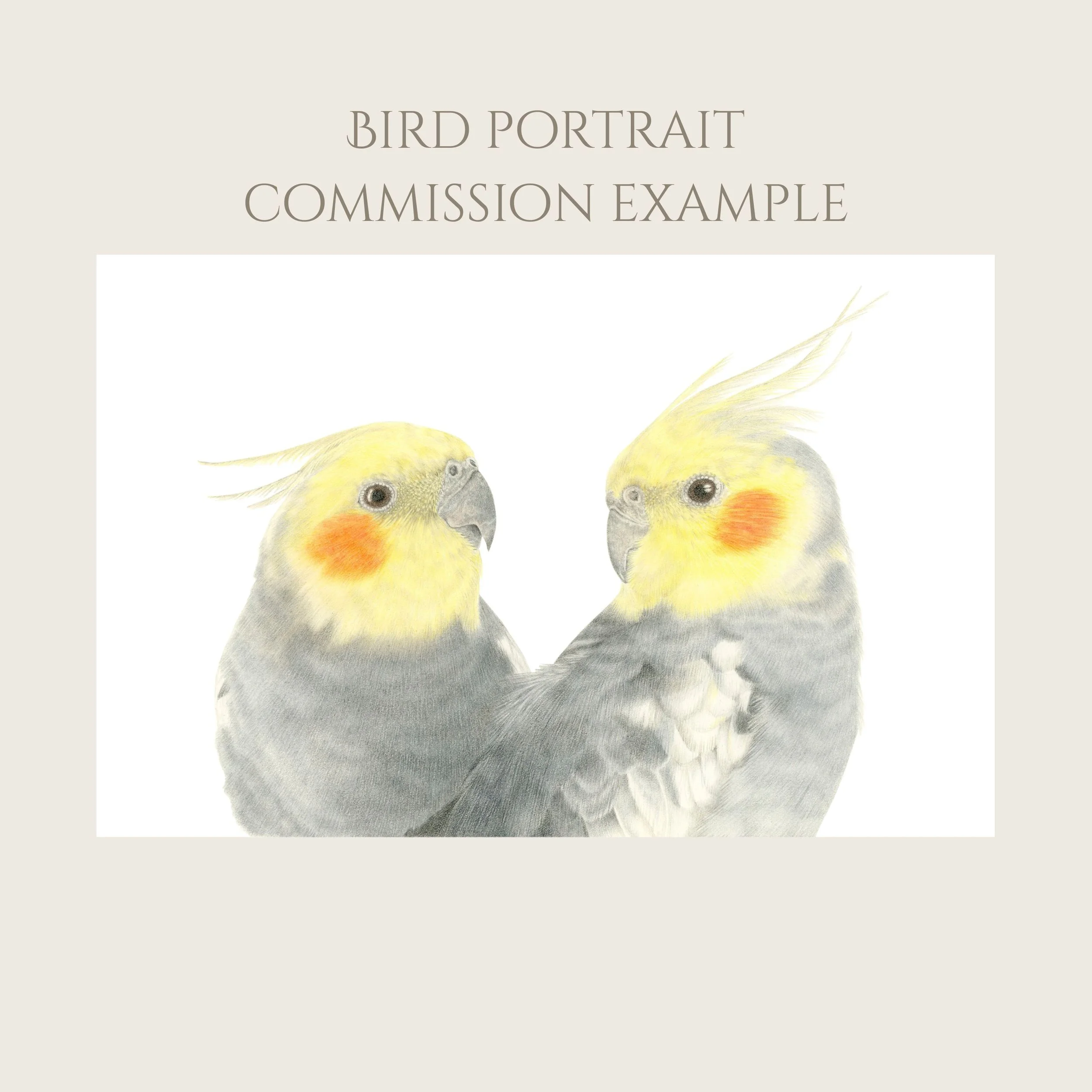 Custom bird portrait drawing commission