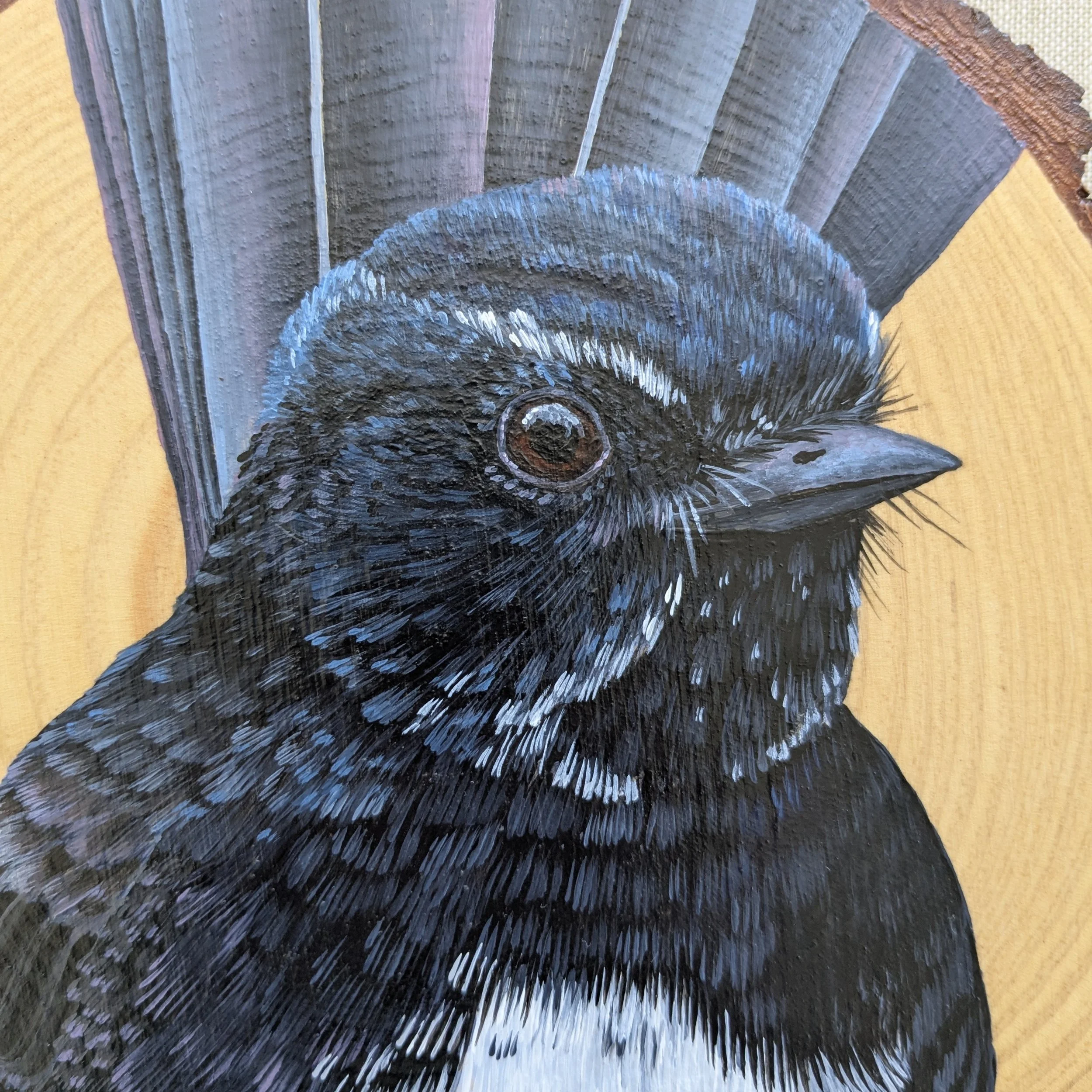 williewagtail1.jpg