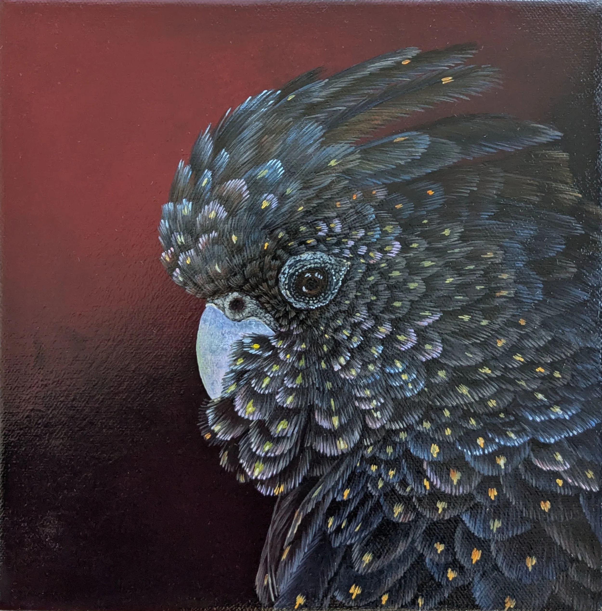 Female Black cockatoo