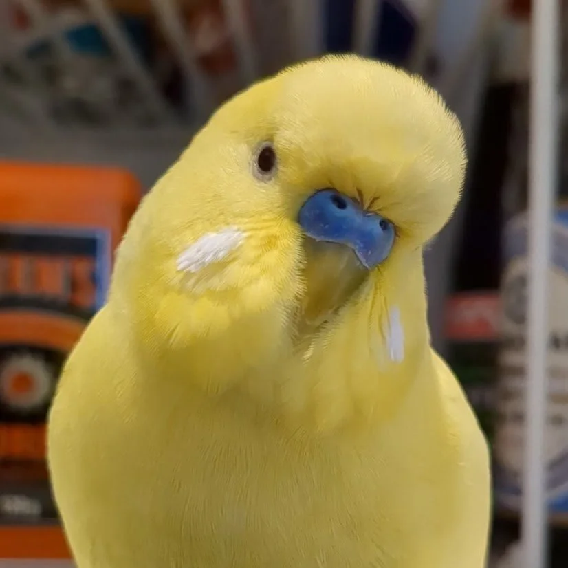 Close-up of a yellow budgerigar with a blue beak, white markings on its cheeks, and dark eyes, set against a blurred background.