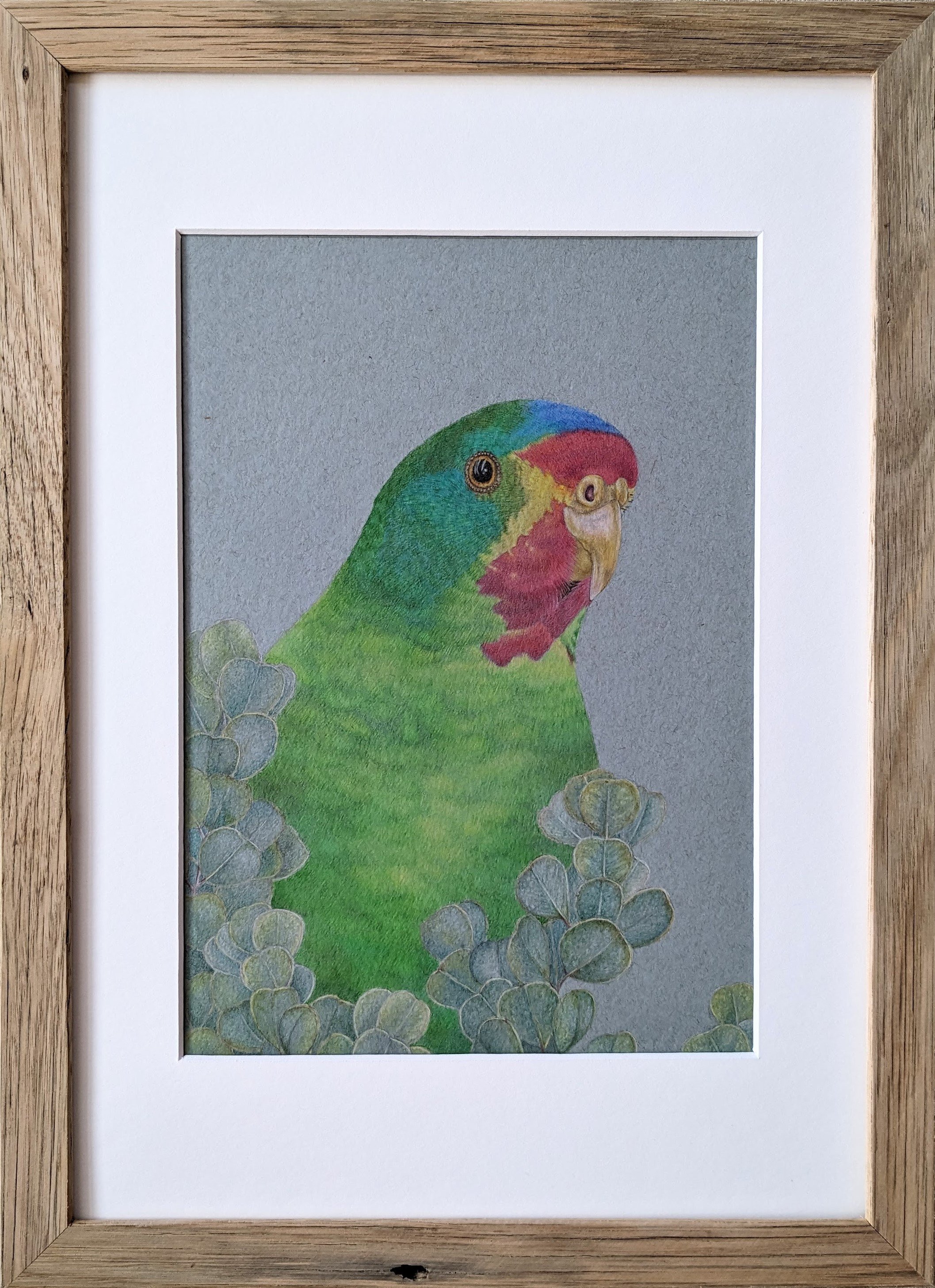swiftparrotinframe2cropped.jpg
