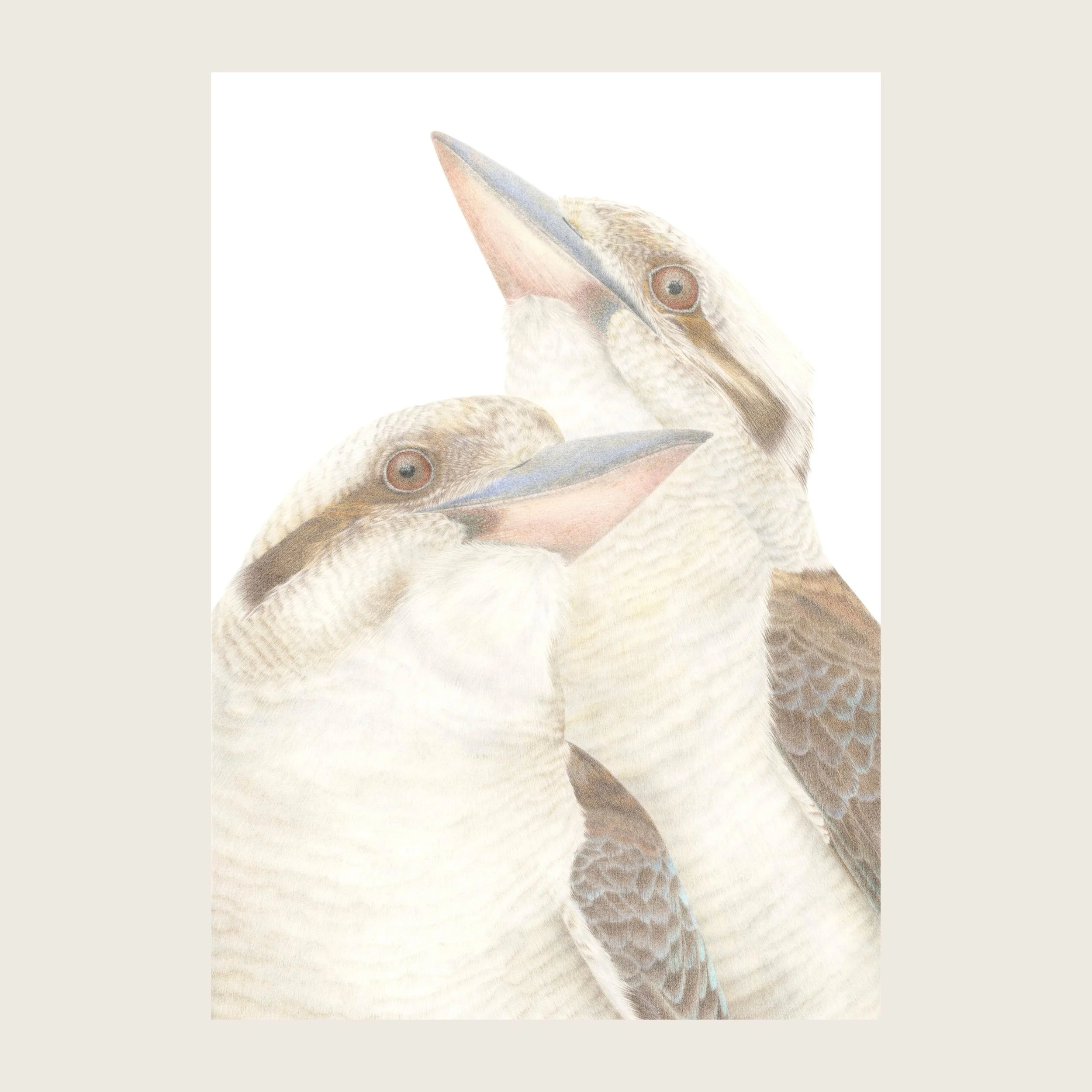 Kookaburra Siblings