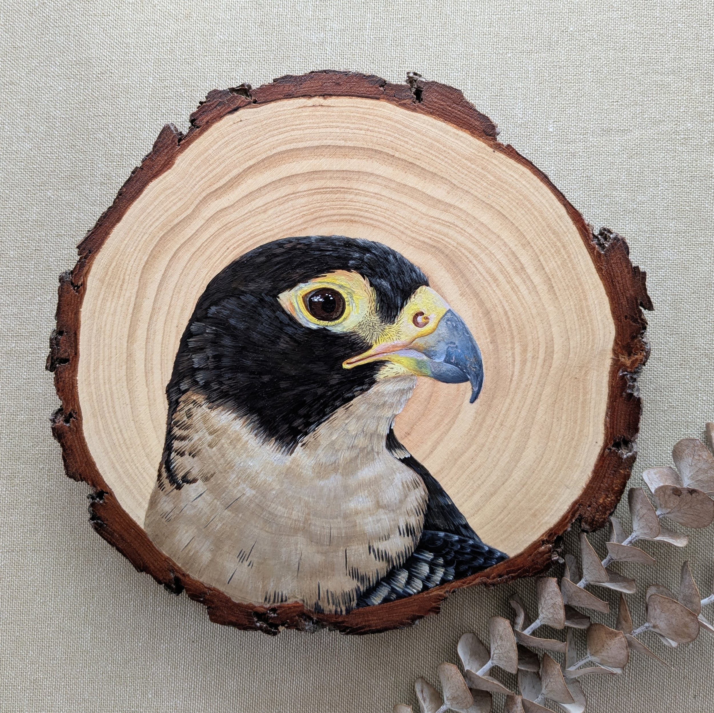 Peregrine Falcon