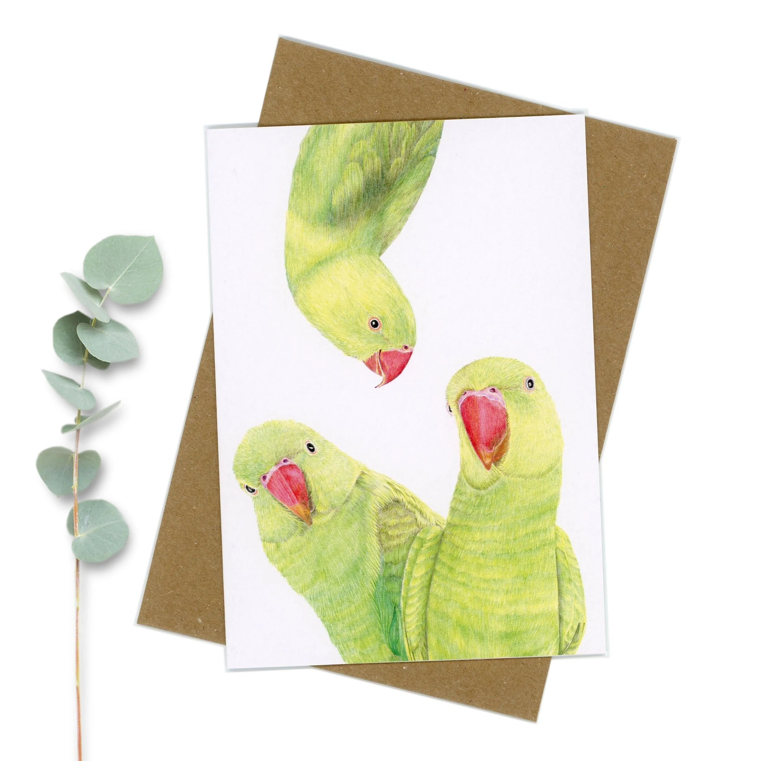 Indian ringneck parrot greeting card