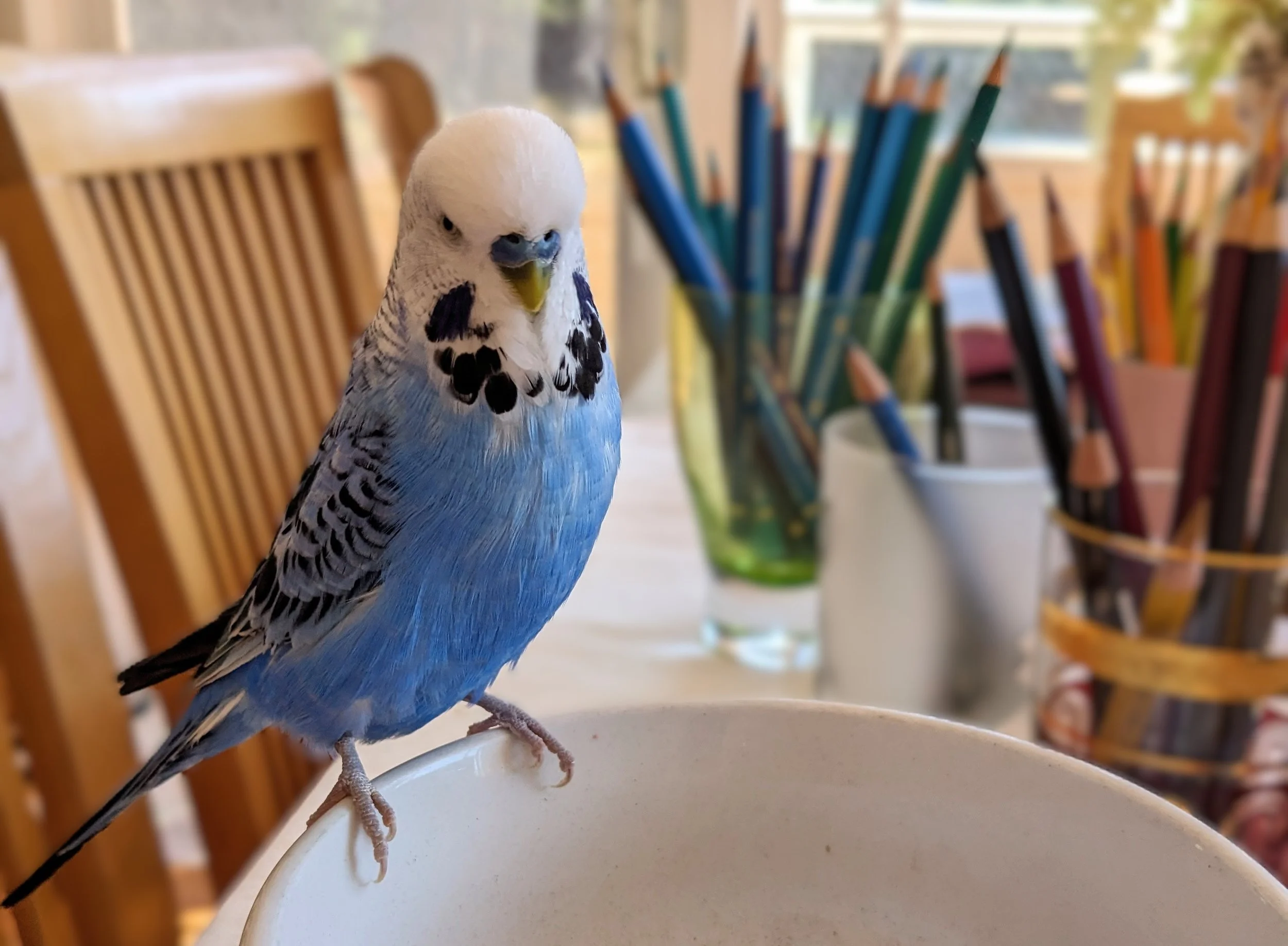 Close-up of a blue and white budgerigar perched on the edge of a white cup, with a background of colored colored pencils in a container and a wooden chair.