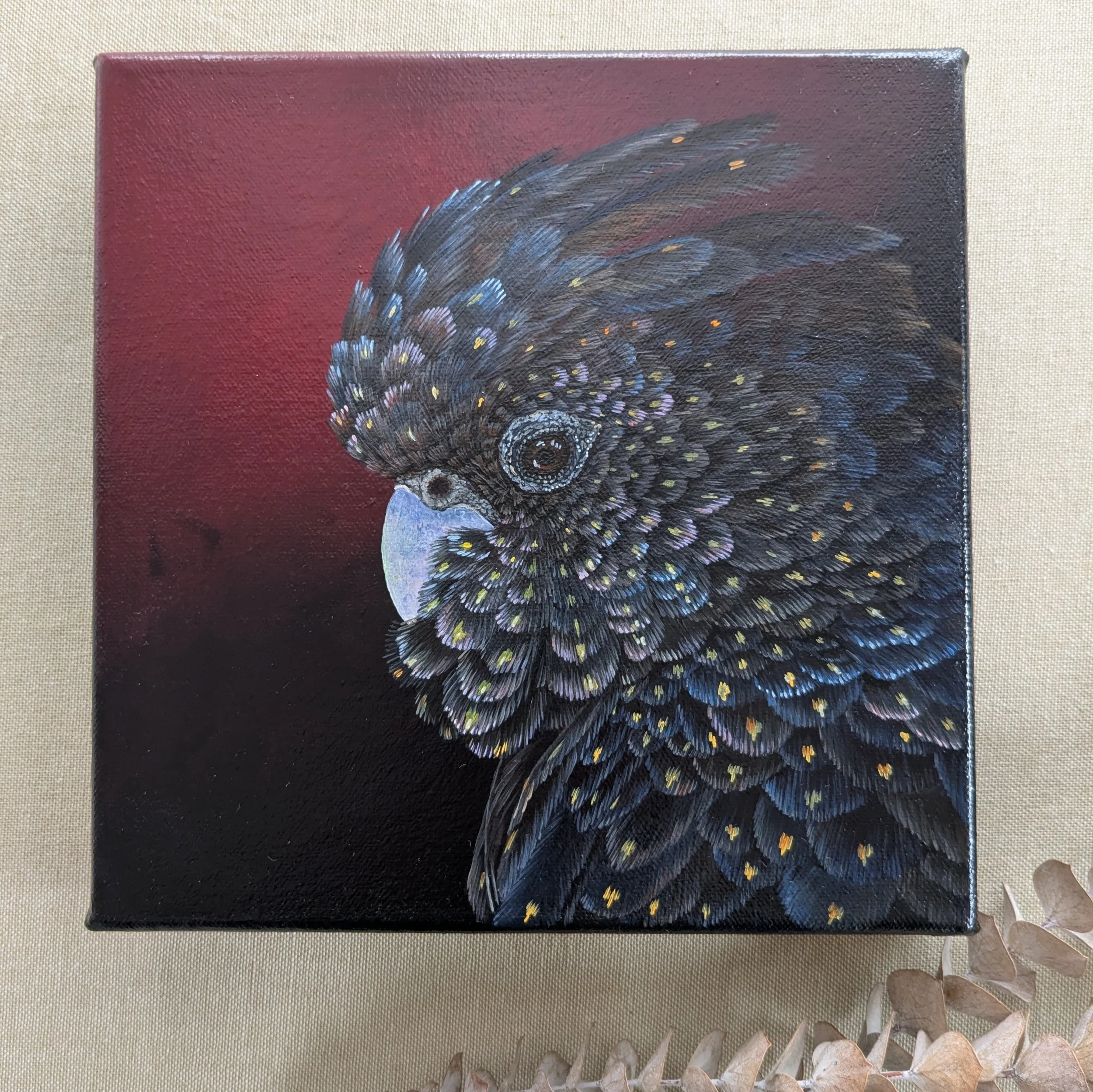 femaleblackcockatoo4.jpg