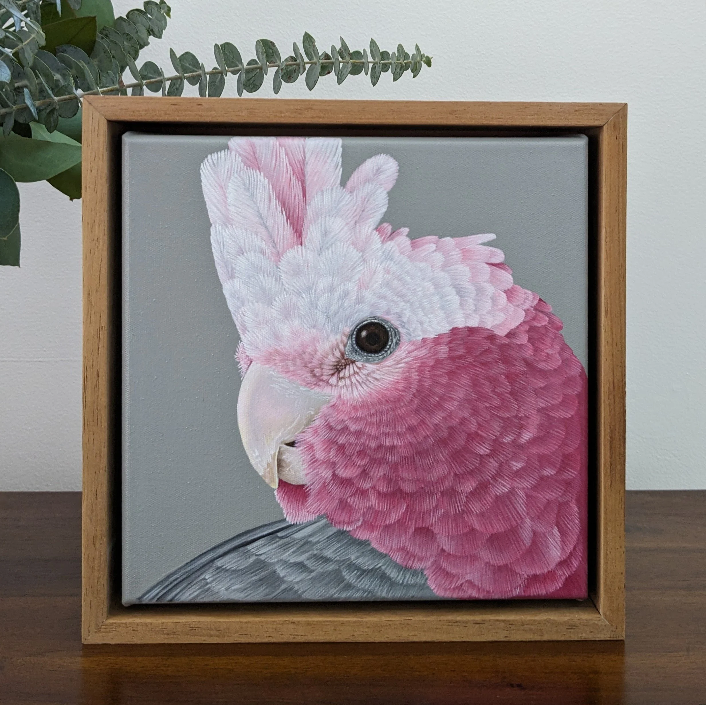 Kenneth the Australian Galah