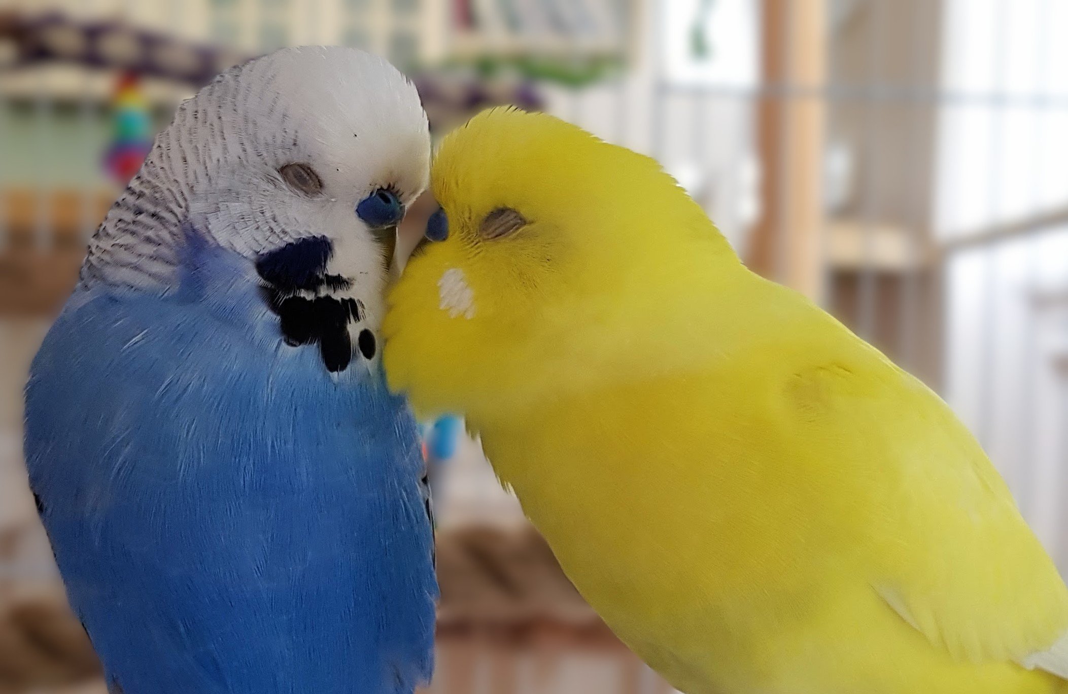 Two budgerigars, one blue and one yellow, touching beaks in a close-up shot.