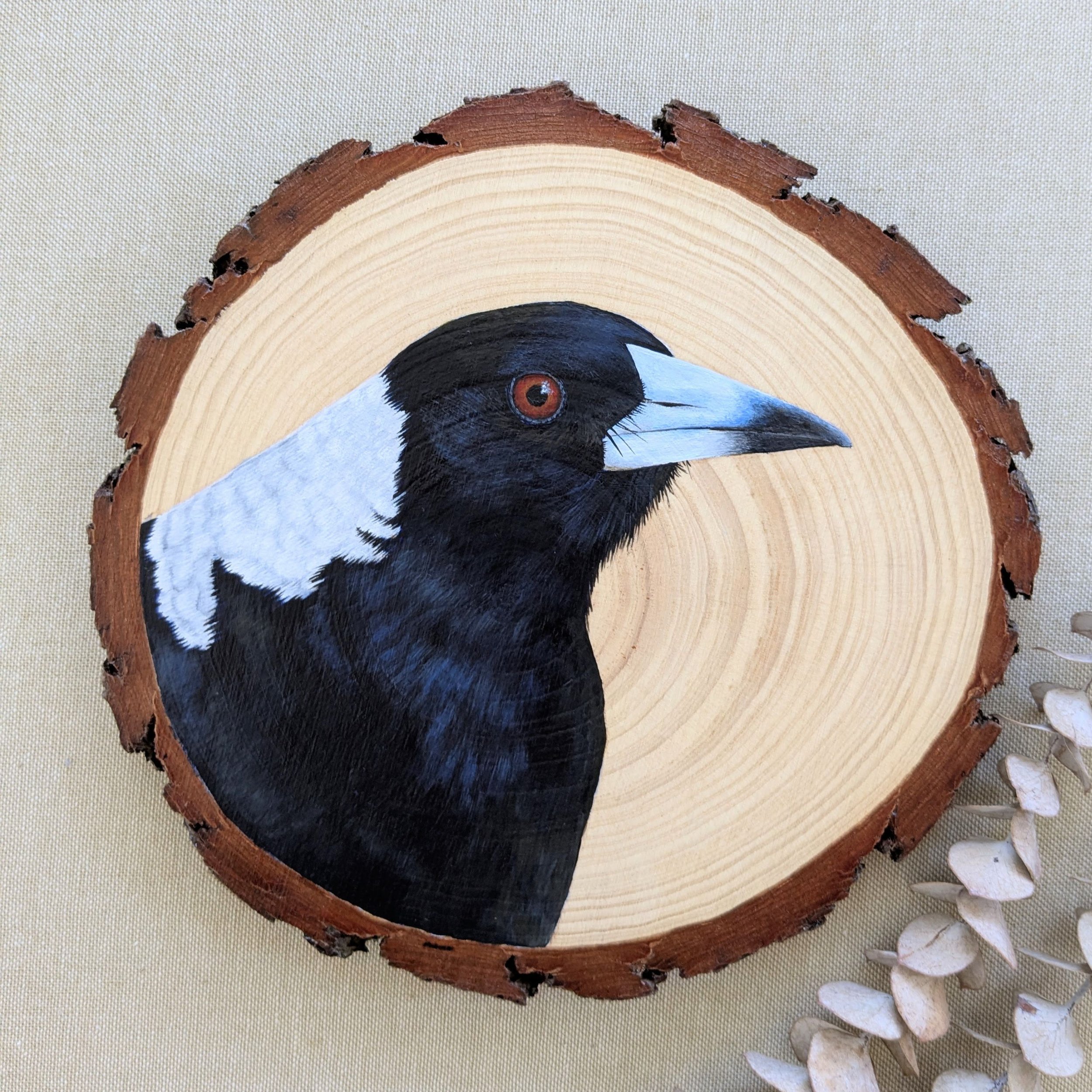 Australian magpie on pine