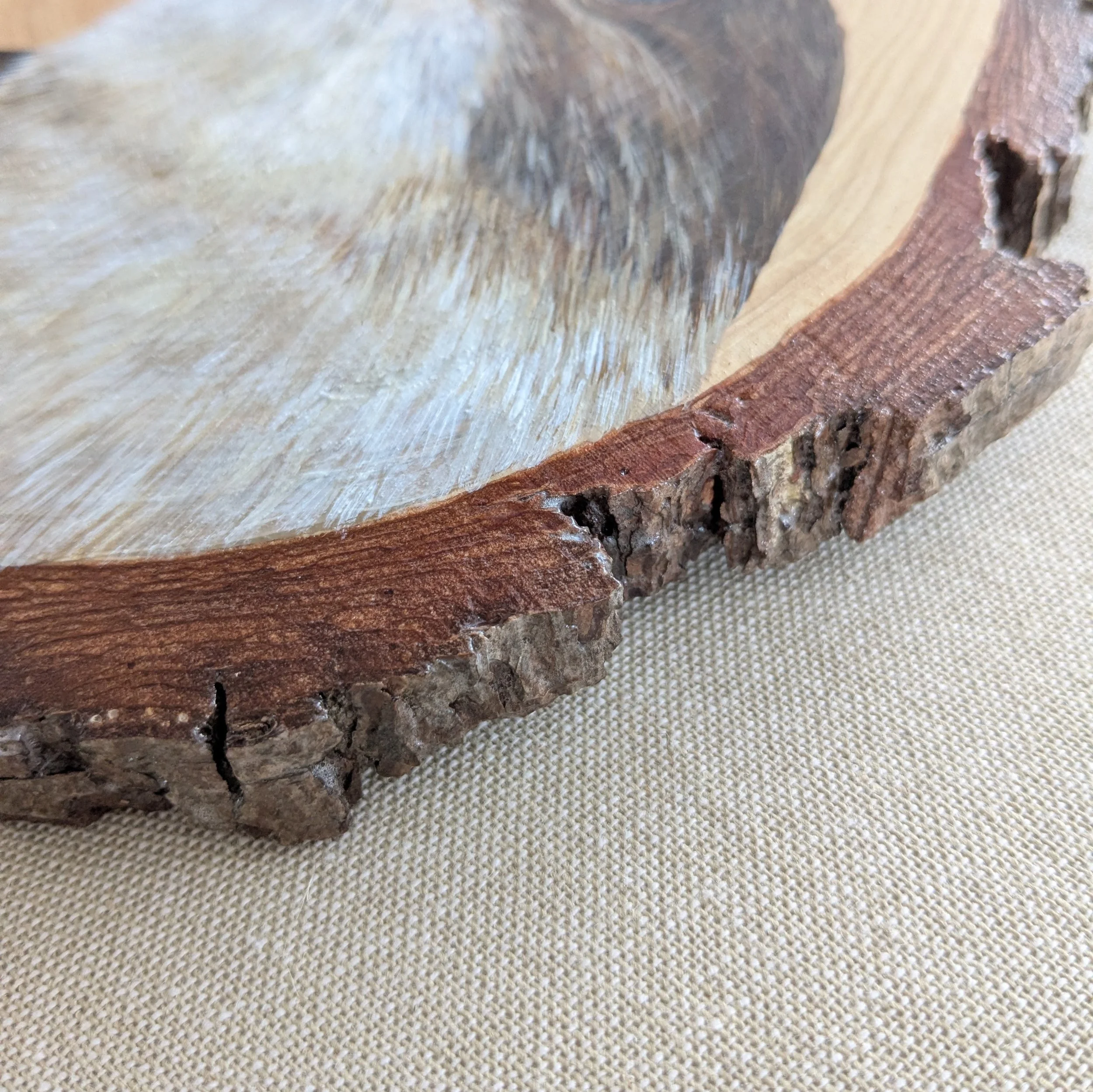 butcherbirdwoodslicepainting2.jpg
