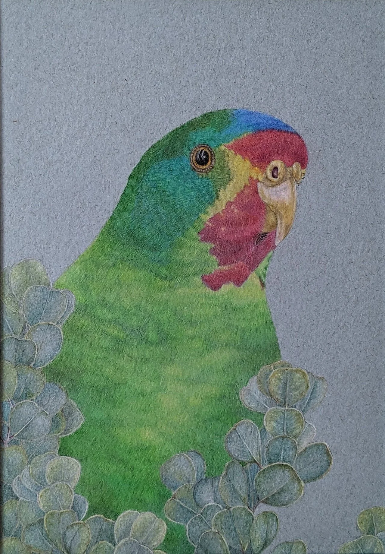 swiftparrotinframe2coppedtodrawingonly.jpg