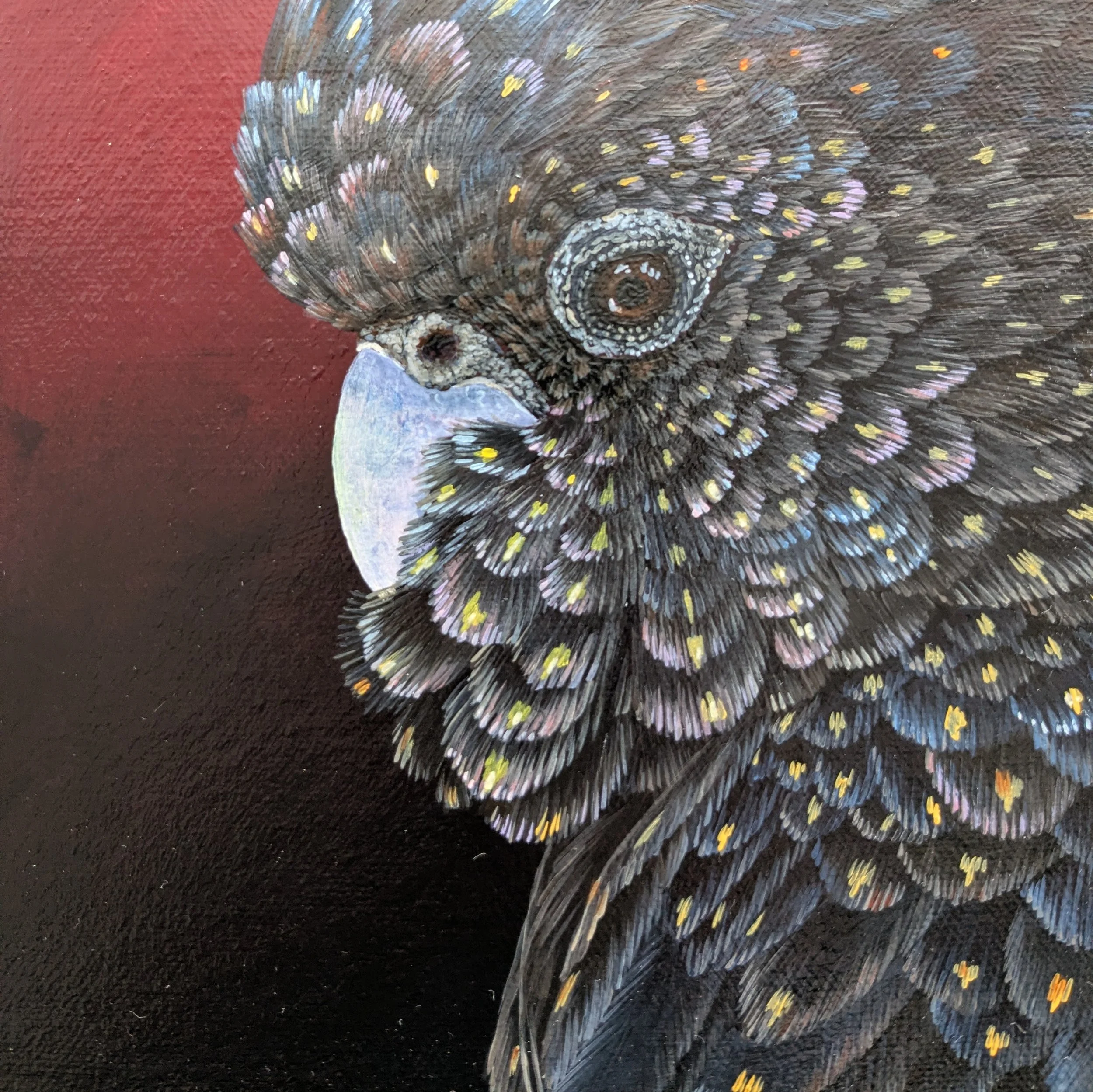 femaleblackcockatoo5.jpg