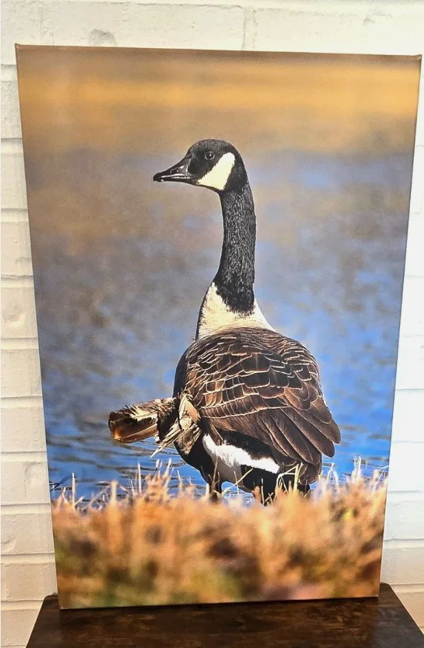 Original Photography by Eowyn - Canvas Print - Angel Canada Goose