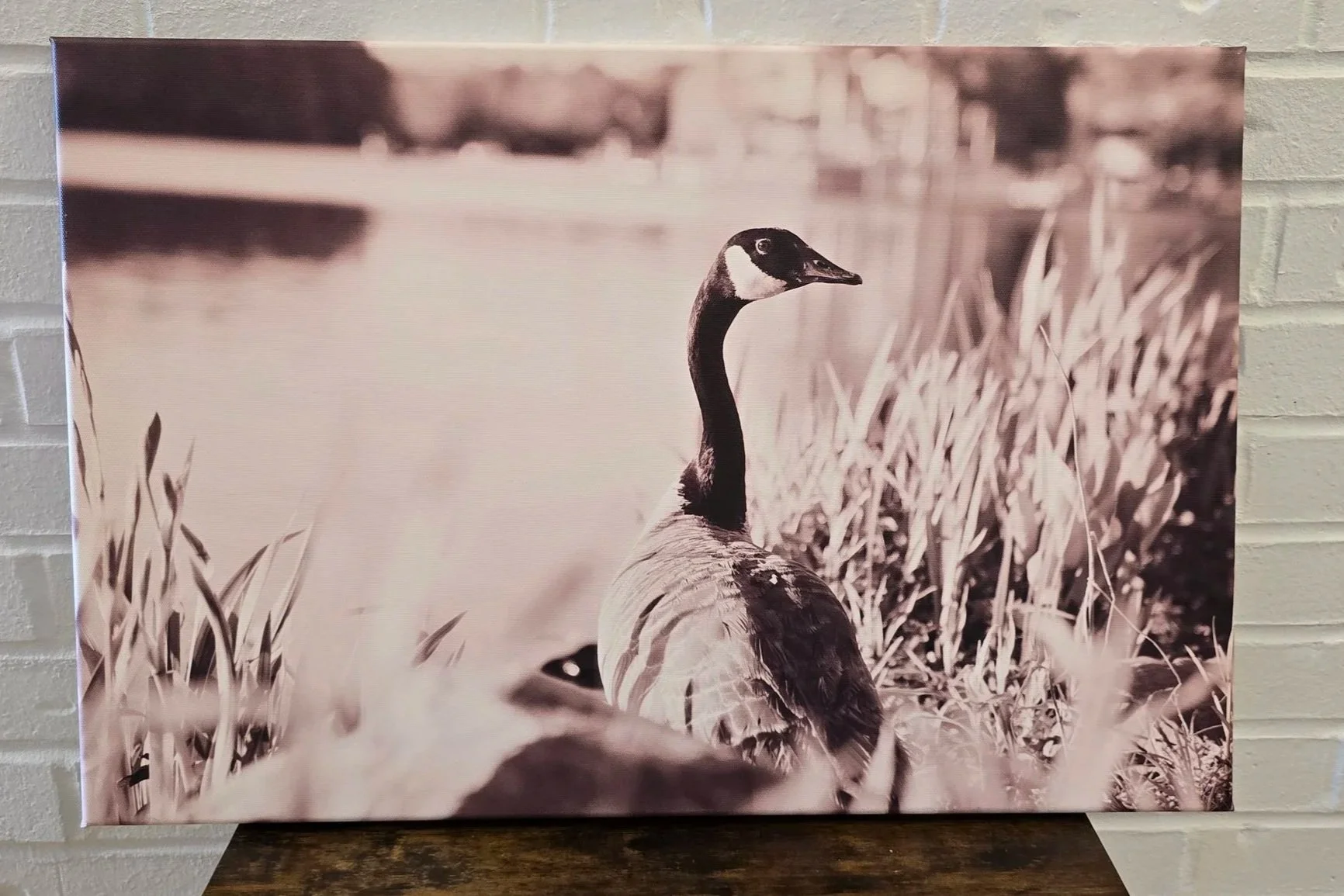 Original Photography by Eowyn - Canvas Print - Canada Goose Looking Back