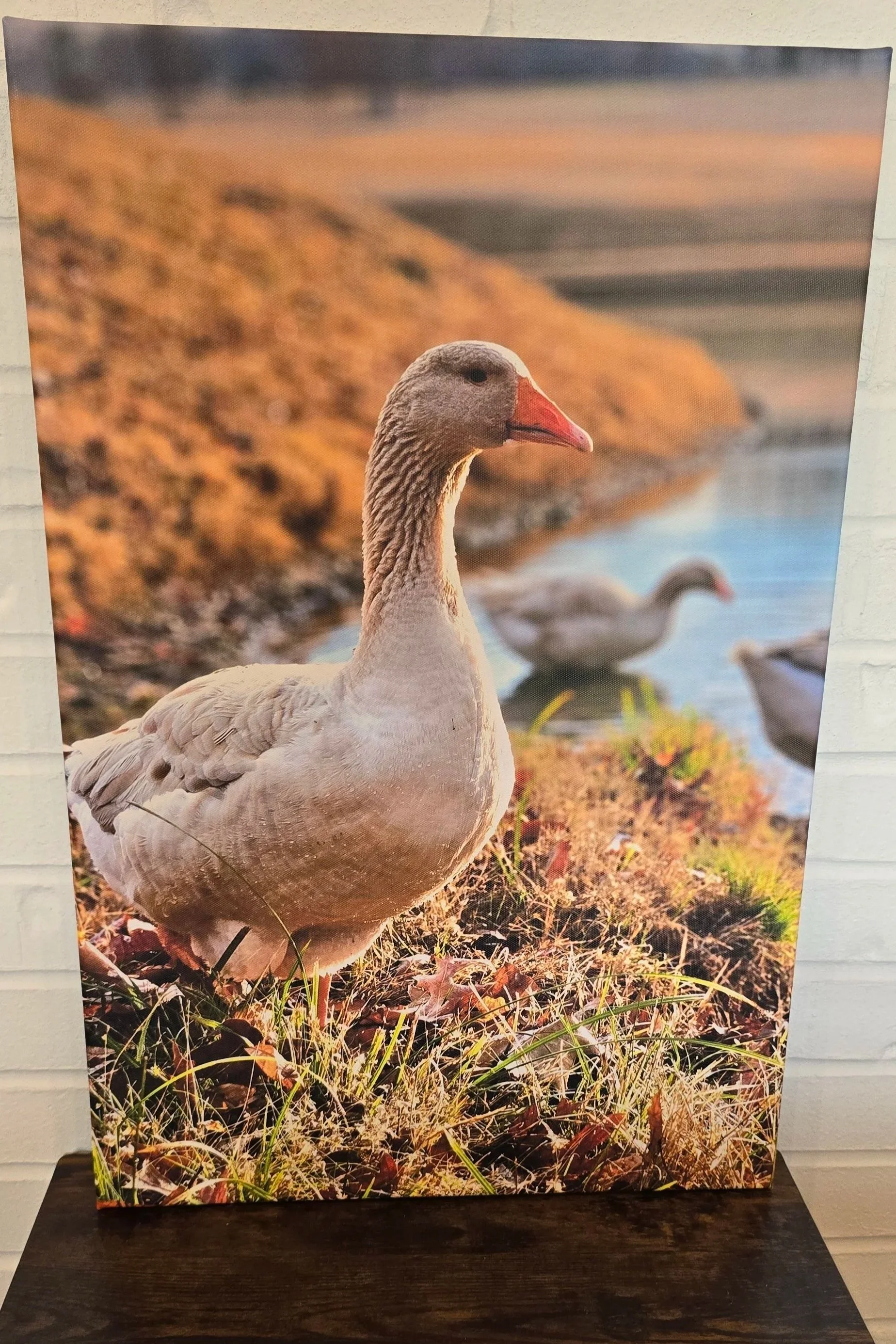 Original Photography by Eowyn - Canvas Print - Halo the Goose