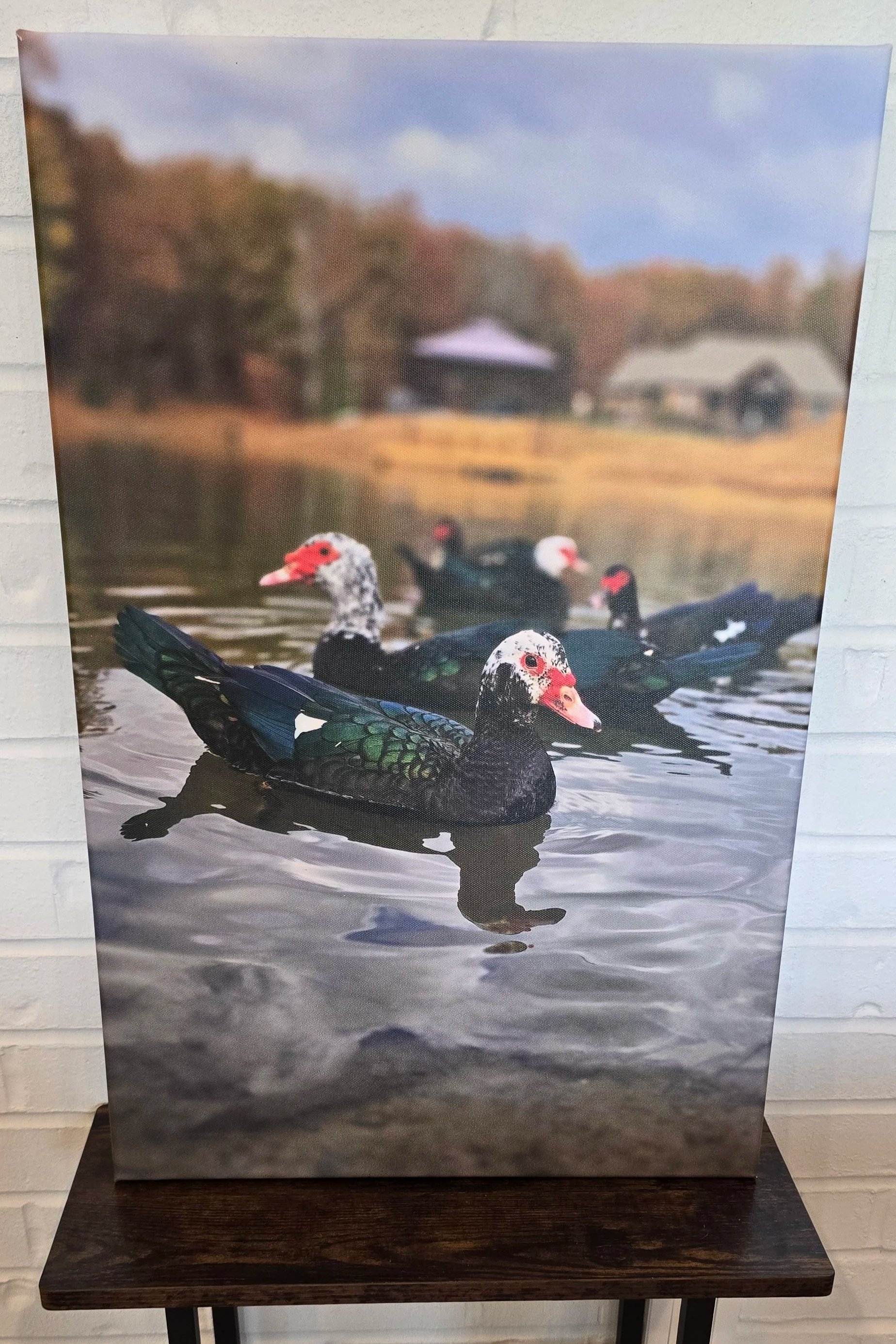 Original Photography by Eowyn - Canvas Print - Praise the Muscovy