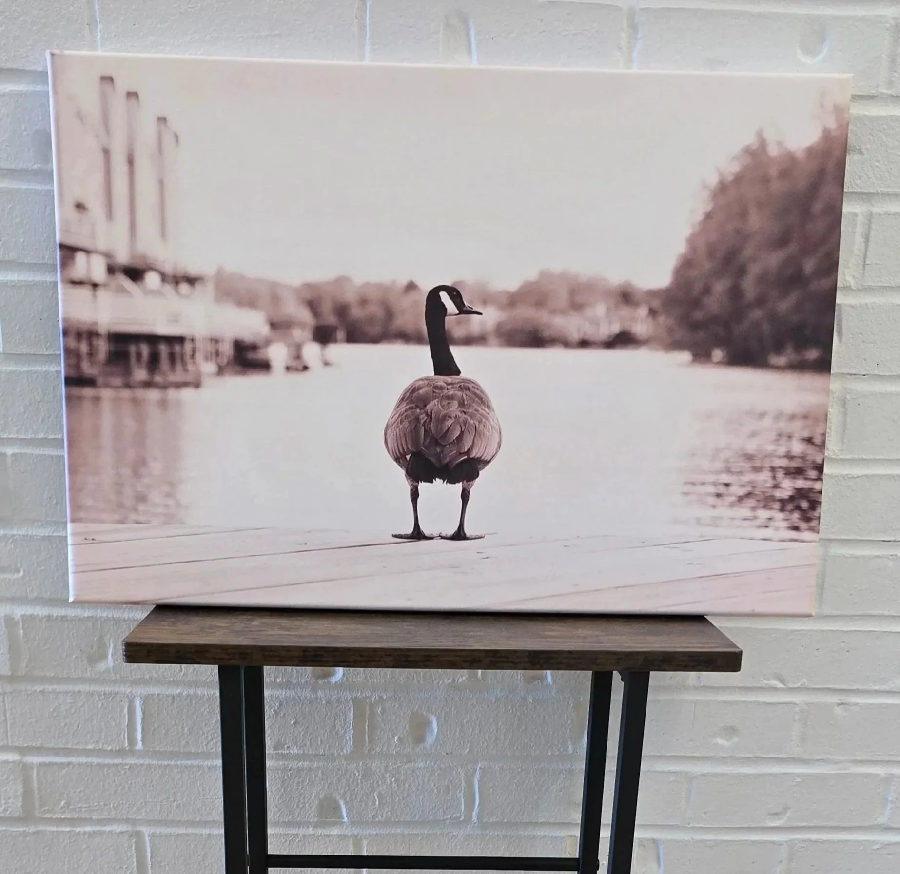 Original Photography by Eowyn - Canvas Print - Canada Goose on Dock