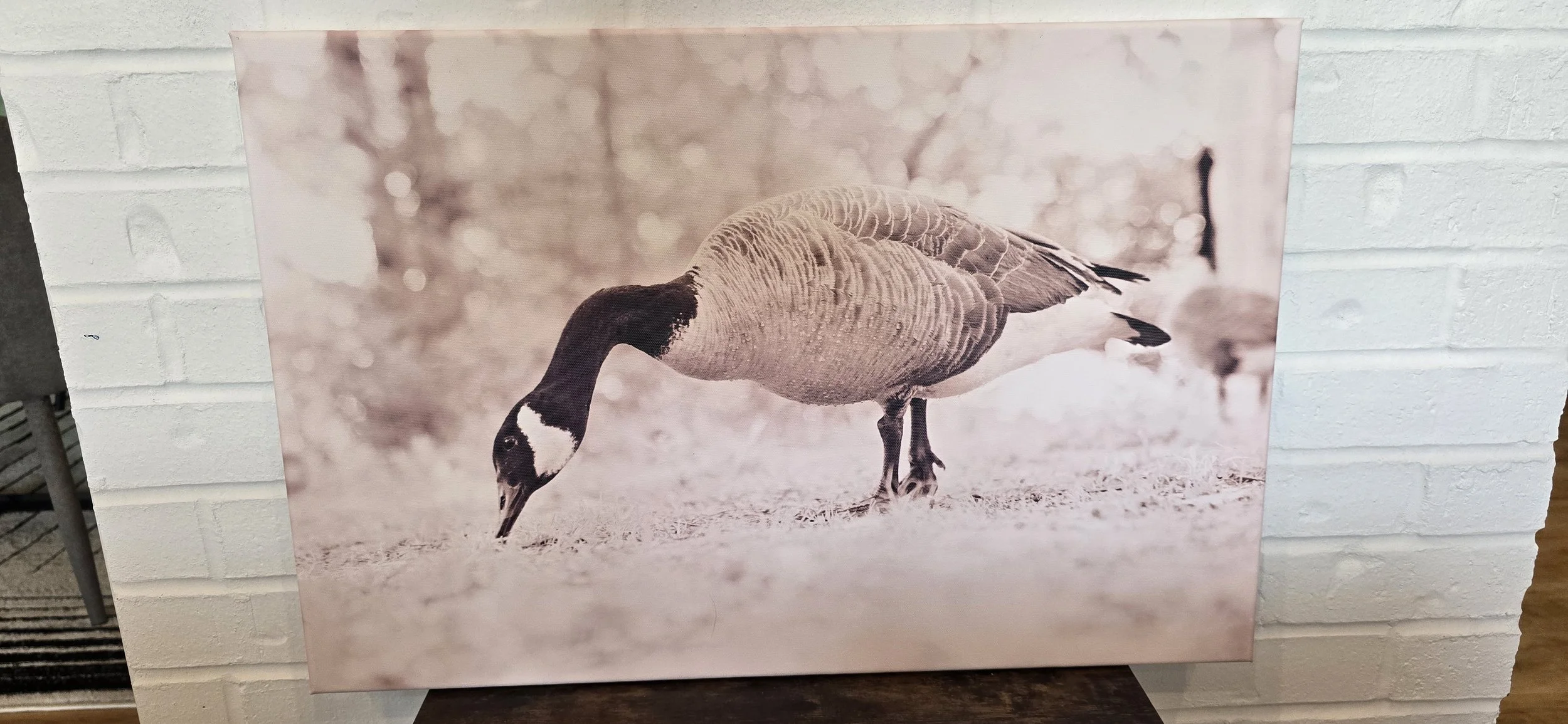 Original Photography by Eowyn - Canvas Print - Canada Goose Eating Grass