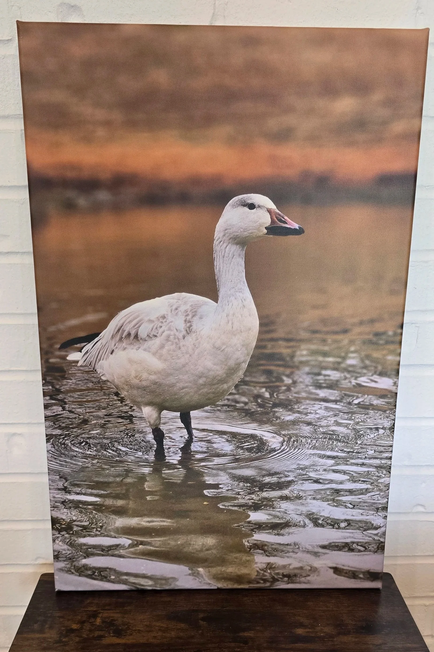 Original Photography by Eowyn - Canvas Print - Sebastian - Snow Goose