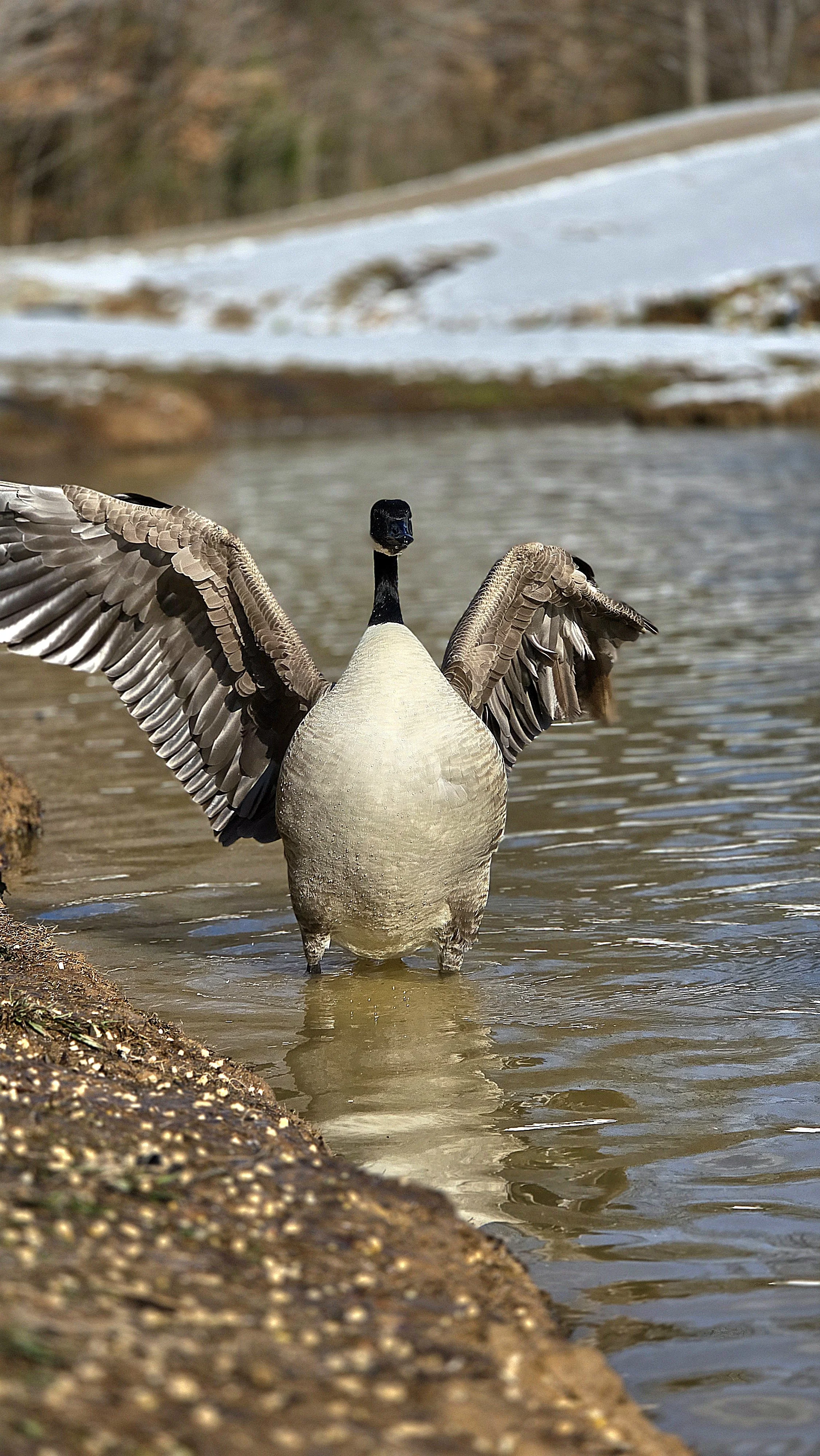 Canada Geese