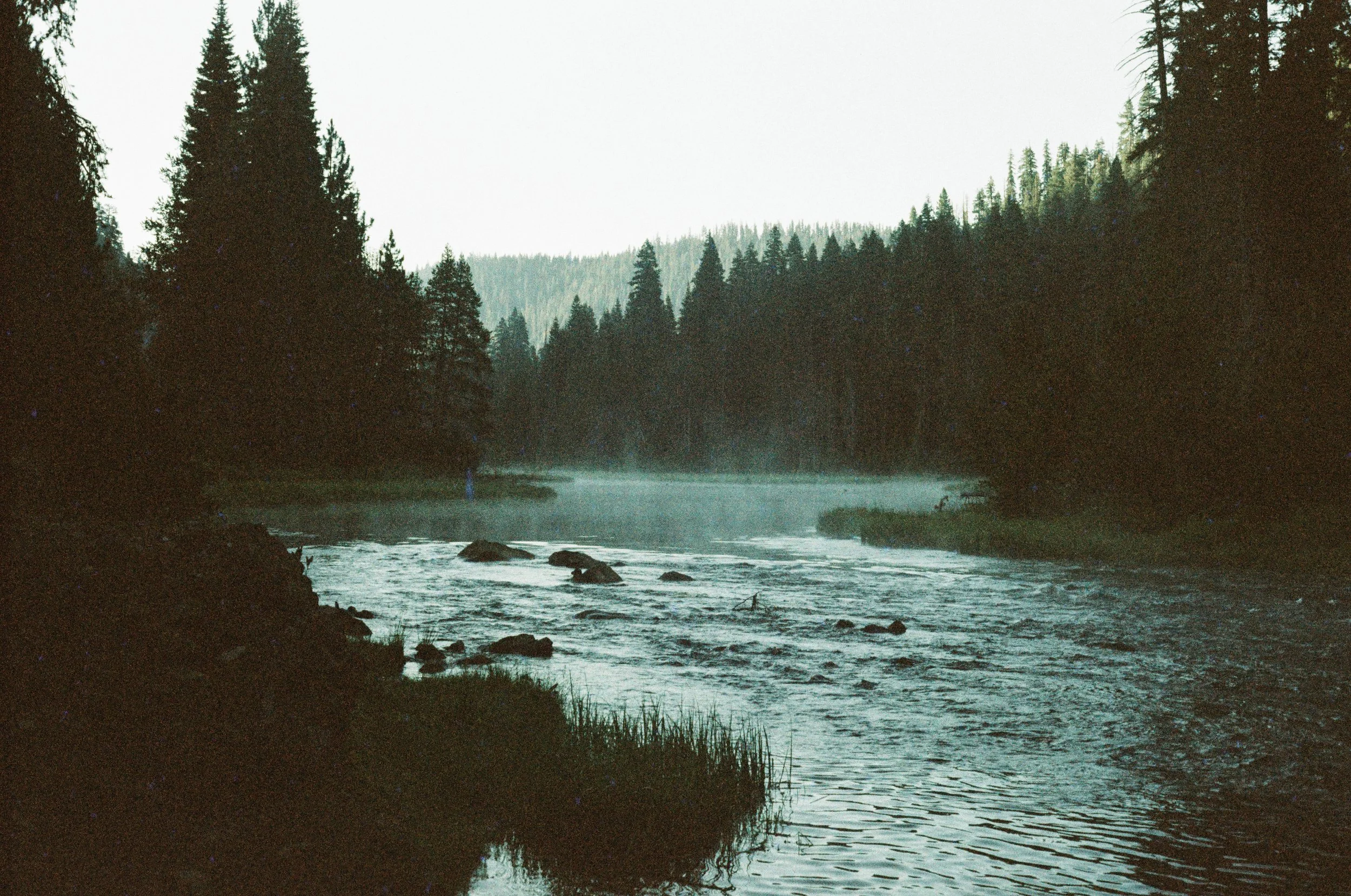 A scenic view of a river surrounded by tall pine trees with a misty atmosphere.