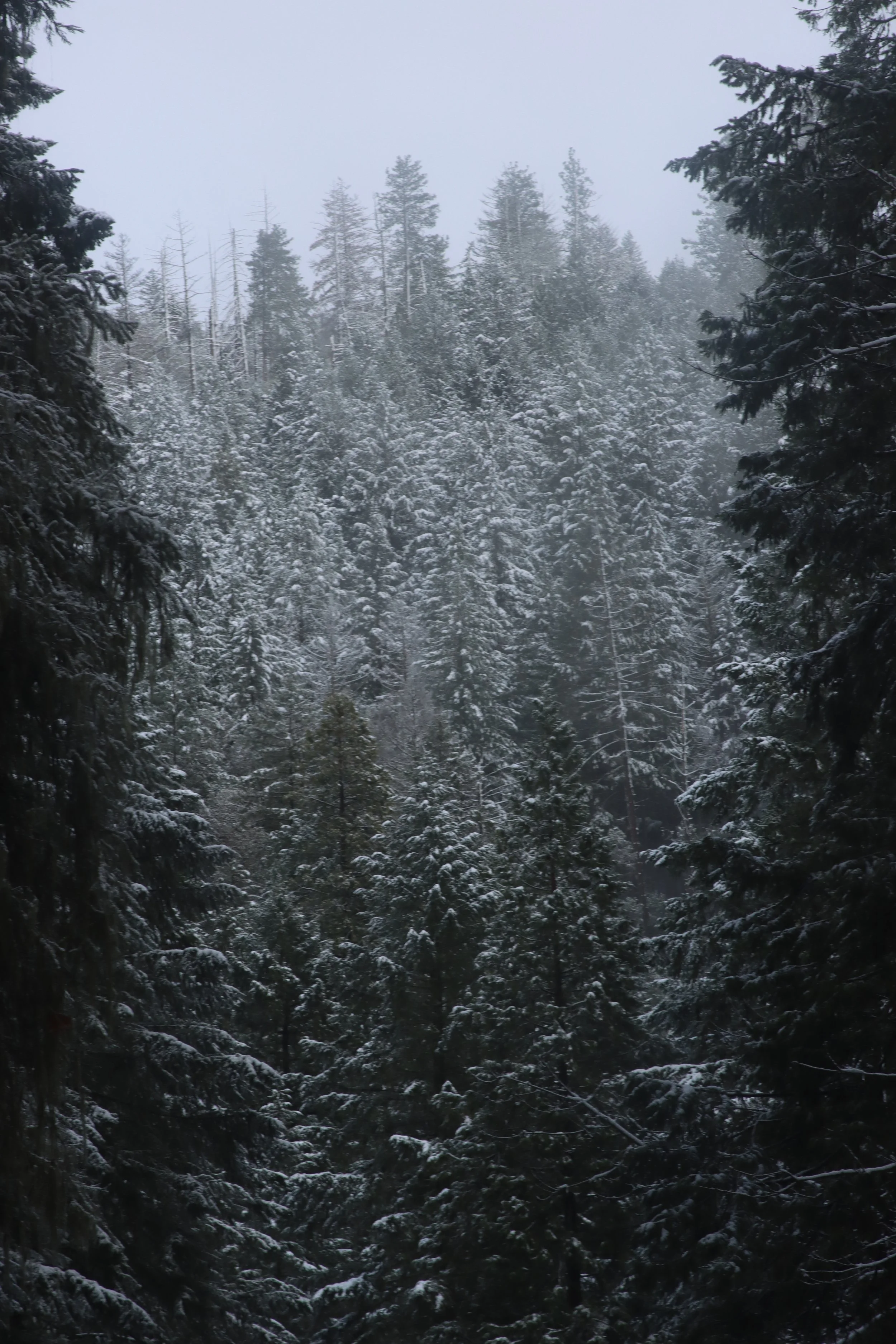 Snow-covered pine trees in a foggy forest.