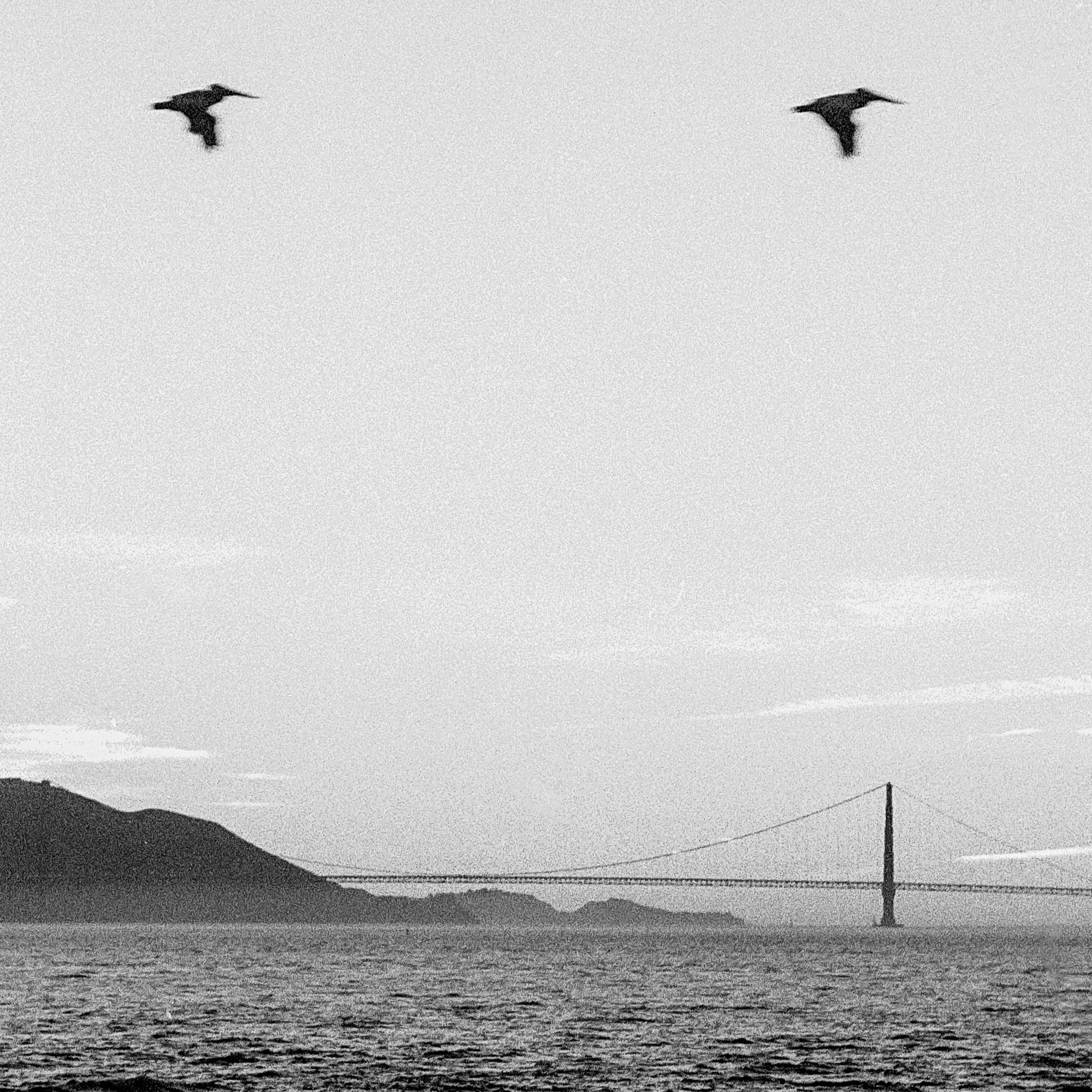 Two birds flying over a foggy or misty body of water with hills in the background, under a cloudy sky.