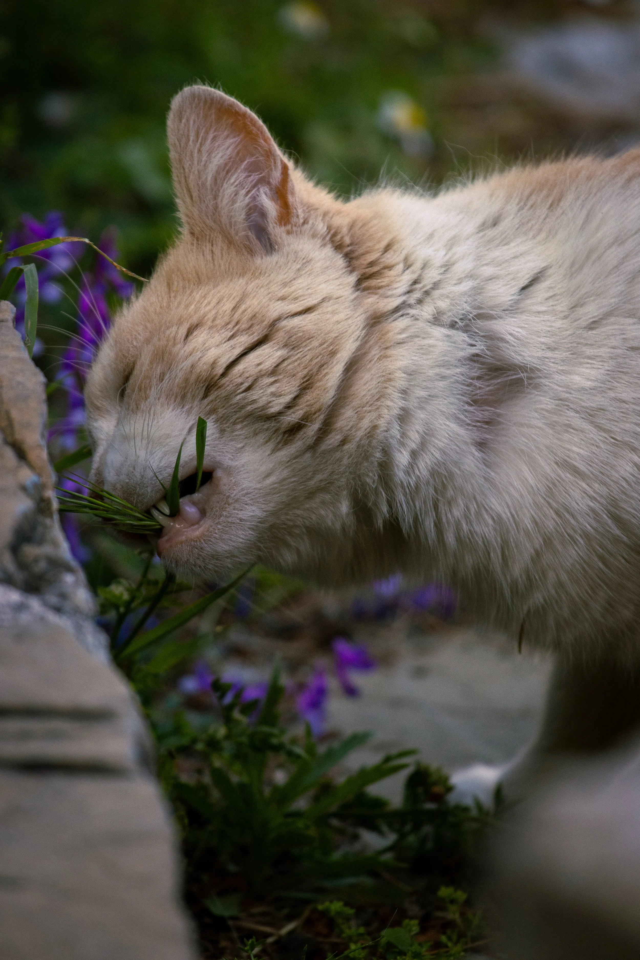 A light-colored cat with closed eyes, chewing on a patch of grass in an outdoor garden setting with purple flowers and rocks.