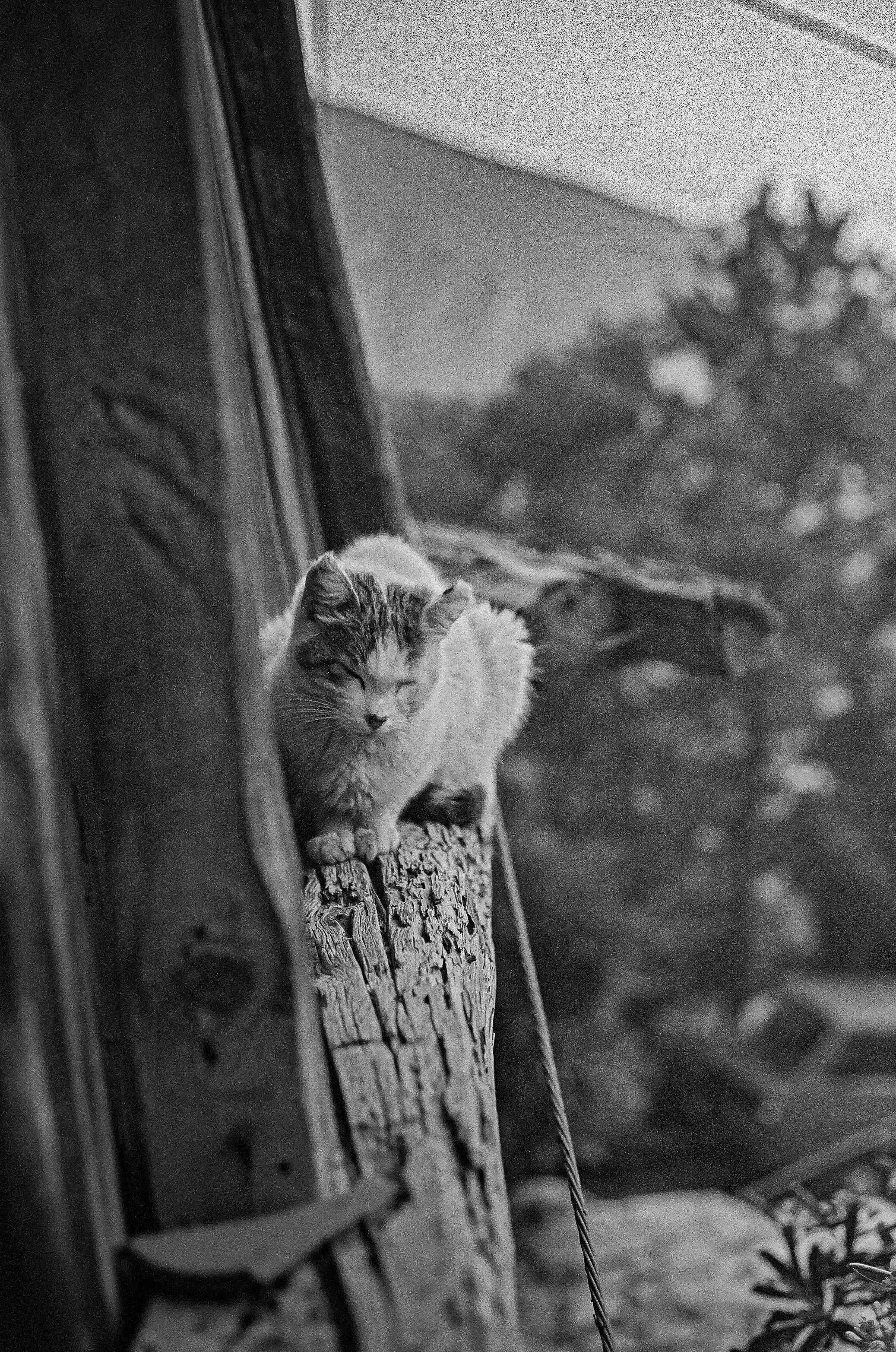 A black and white photo of a cat sitting on a weathered wooden surface outside near some plants, with a blurred background.
