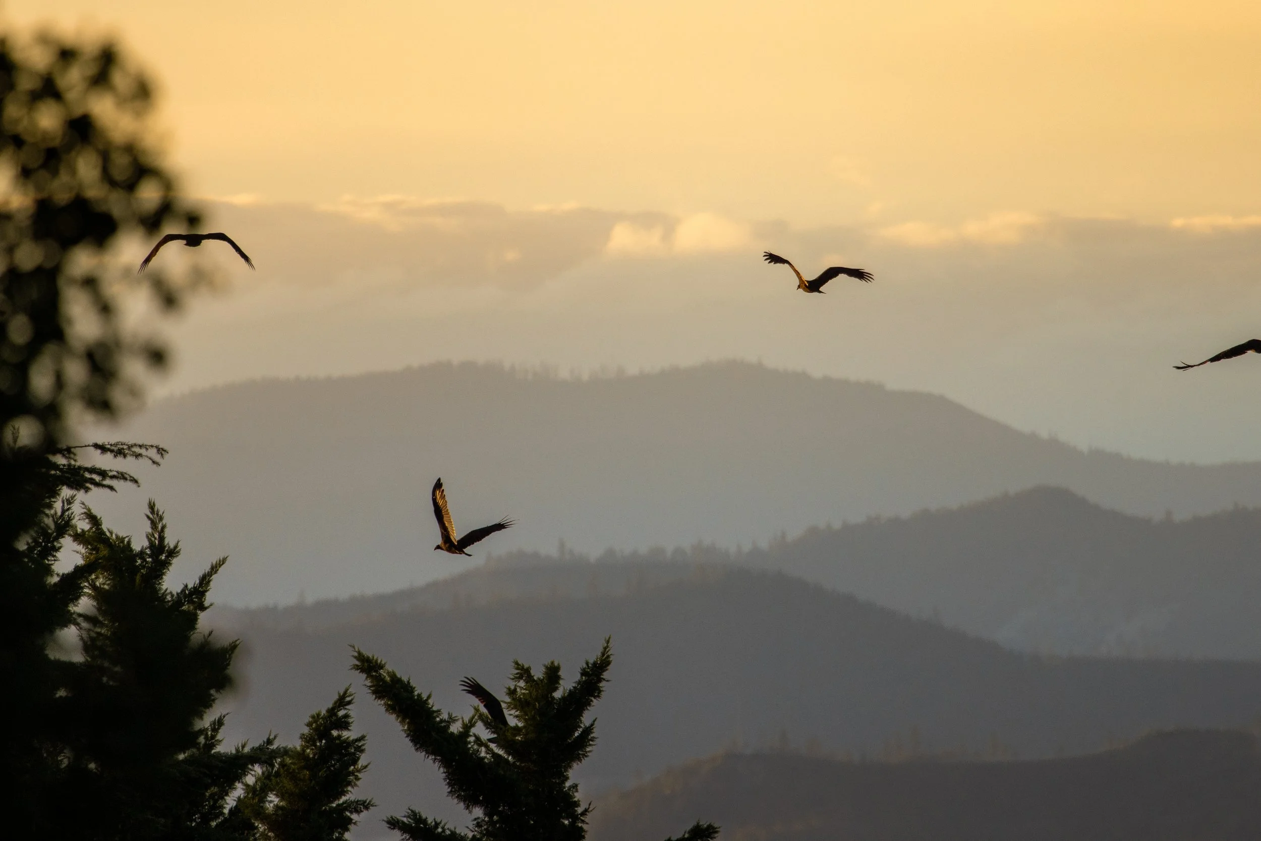 Multiple birds flying in the sky during sunset or sunrise with mountains in the background and trees in the foreground.