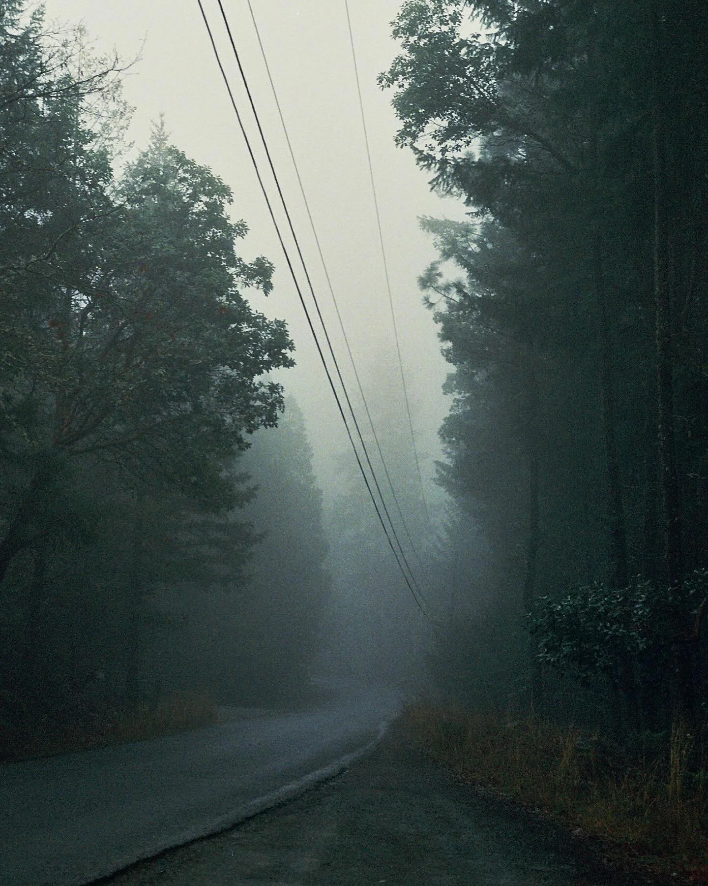 A foggy forested road with tall trees on both sides and power lines overhead.