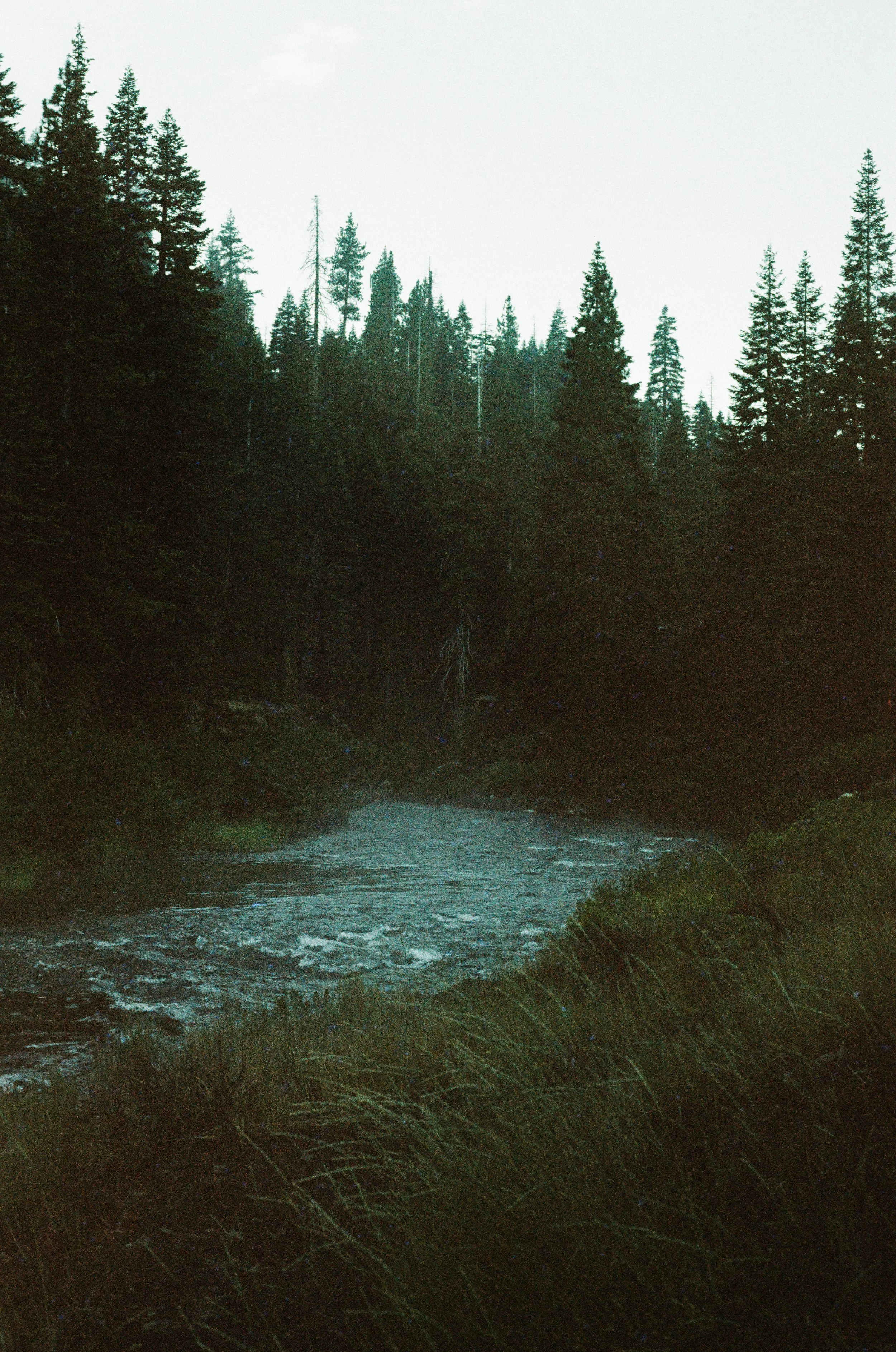 A forested area with tall pine trees and a river flowing through it, under a light sky.