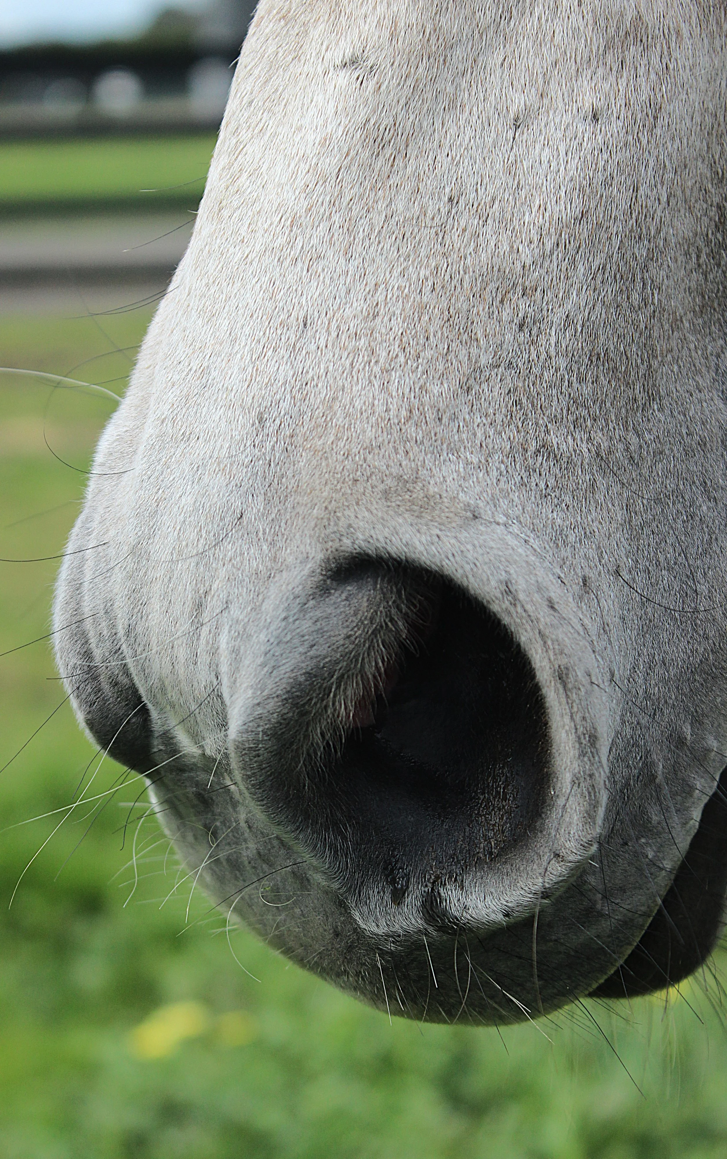 Close-up of a horse's nostrils and muzzle with a blurred green background.