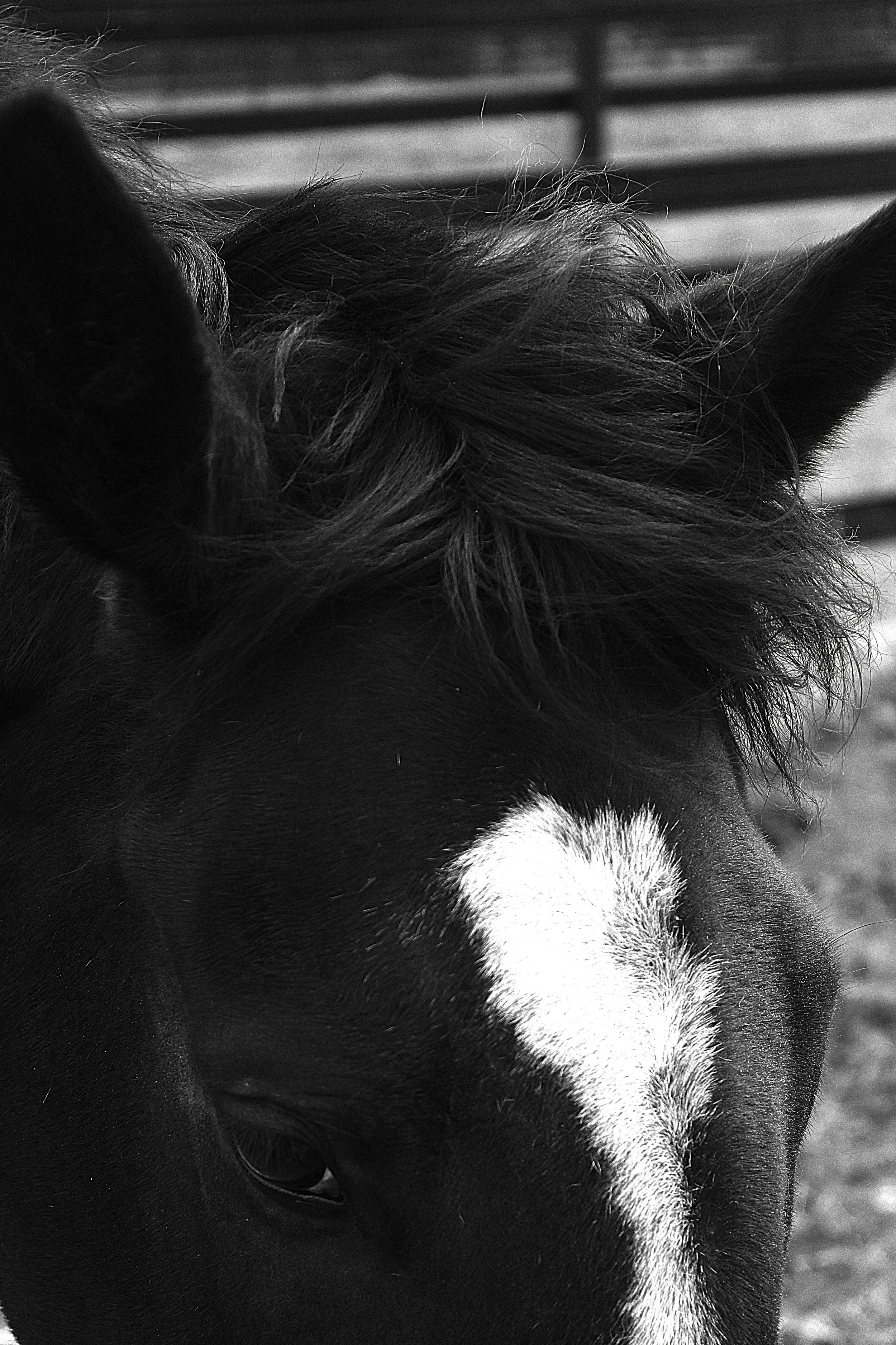 Close-up of a black and white horse's face and mane, with a background of wooden fence posts.