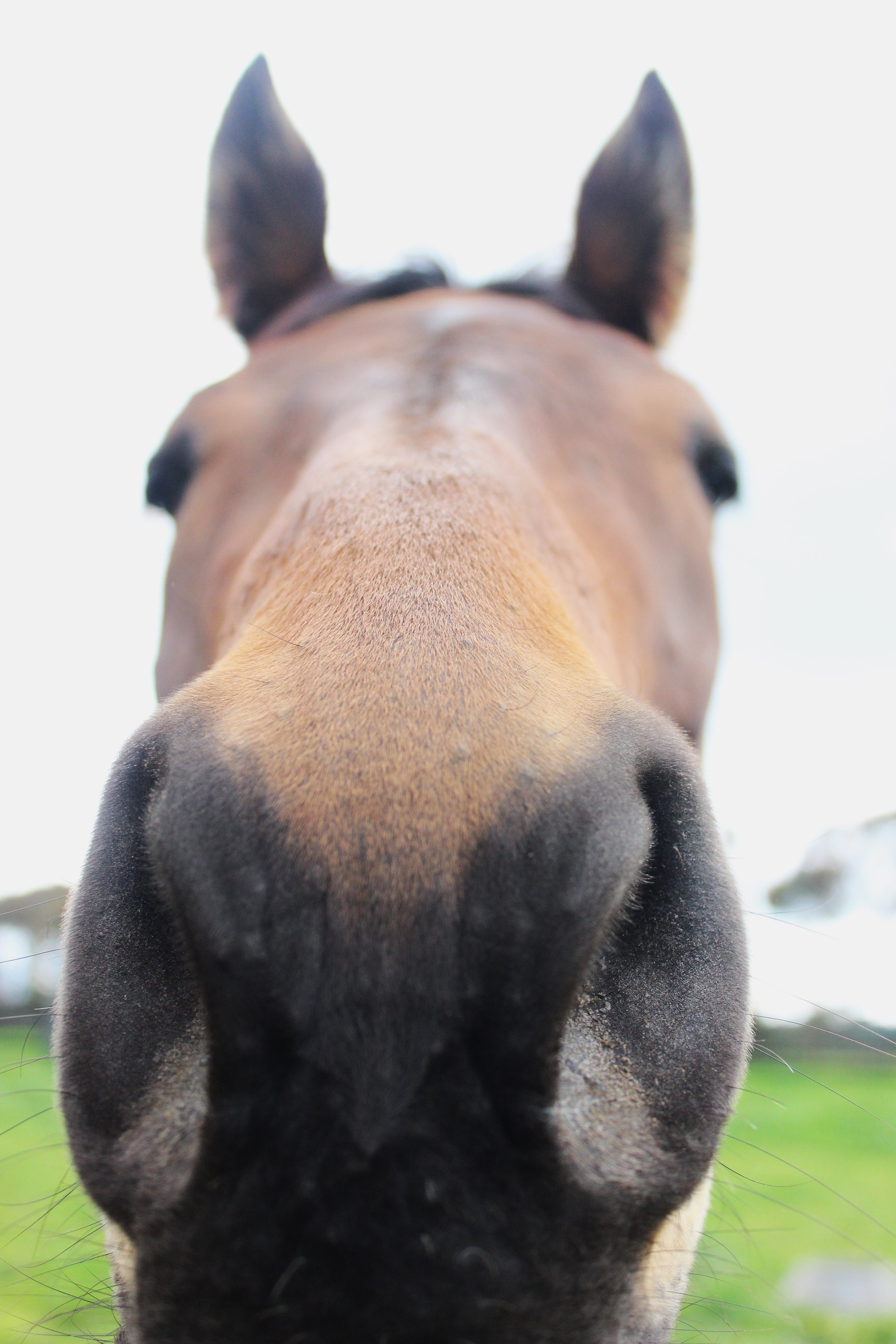 Close-up of a horse's face, focusing on the nose and whiskers, with ears visible in the background and a blurred green landscape behind.